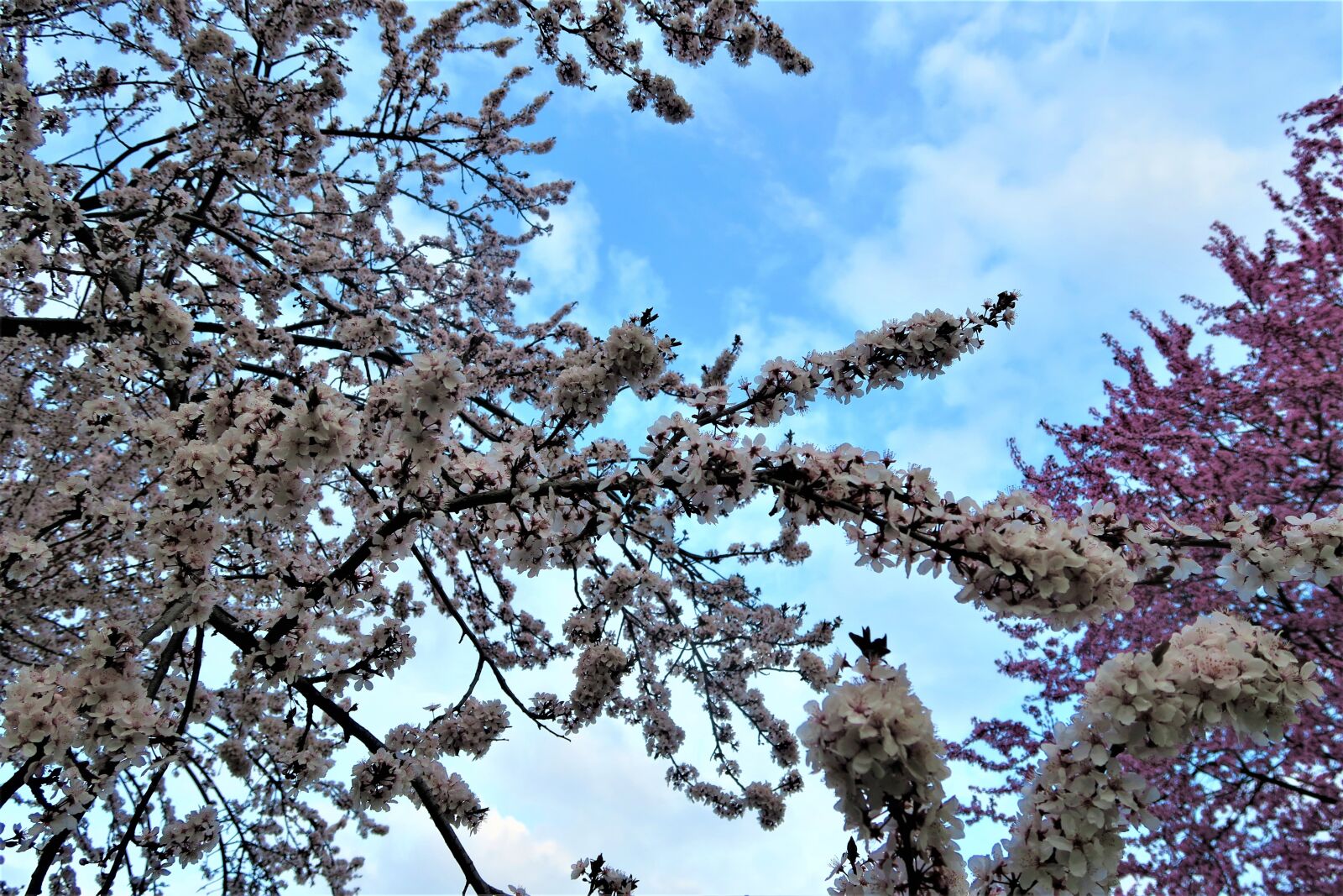 Canon PowerShot G7 X sample photo. Tree, flowers, current season photography