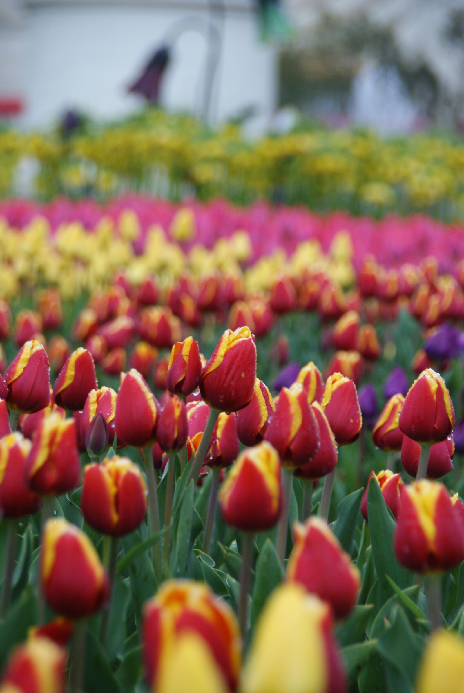 Sony Alpha DSLR-A200 sample photo. Flower, tulip, nature photography