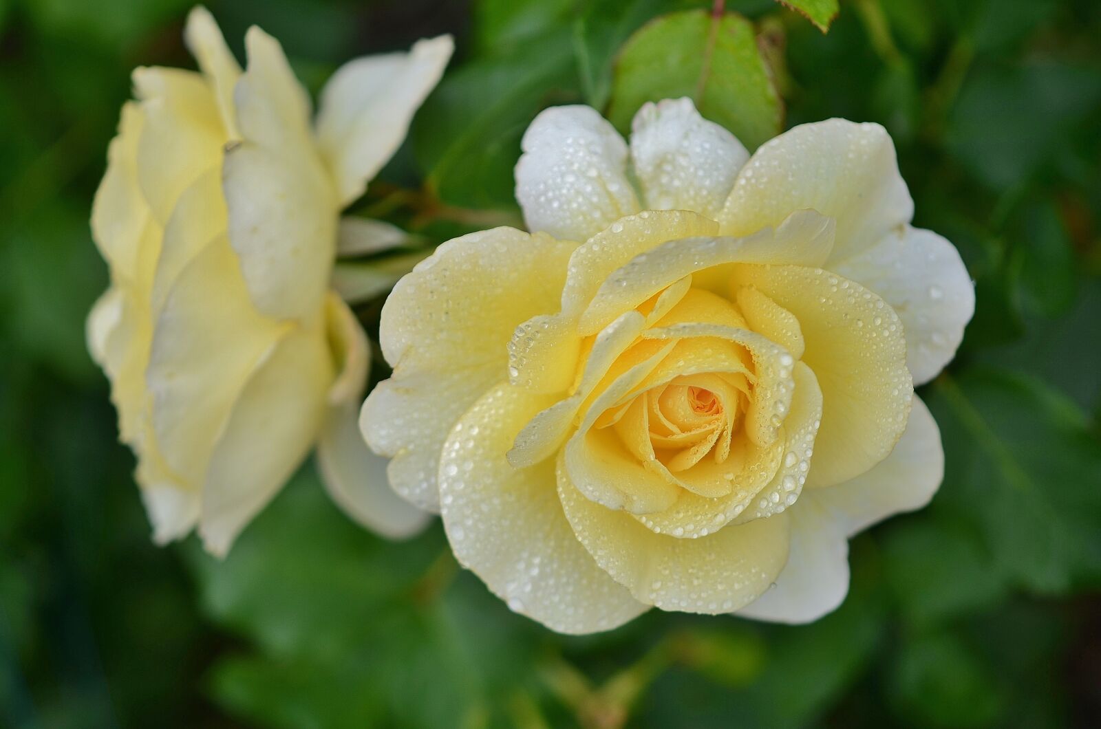 Nikon D7000 sample photo. Rose, flower, floral photography