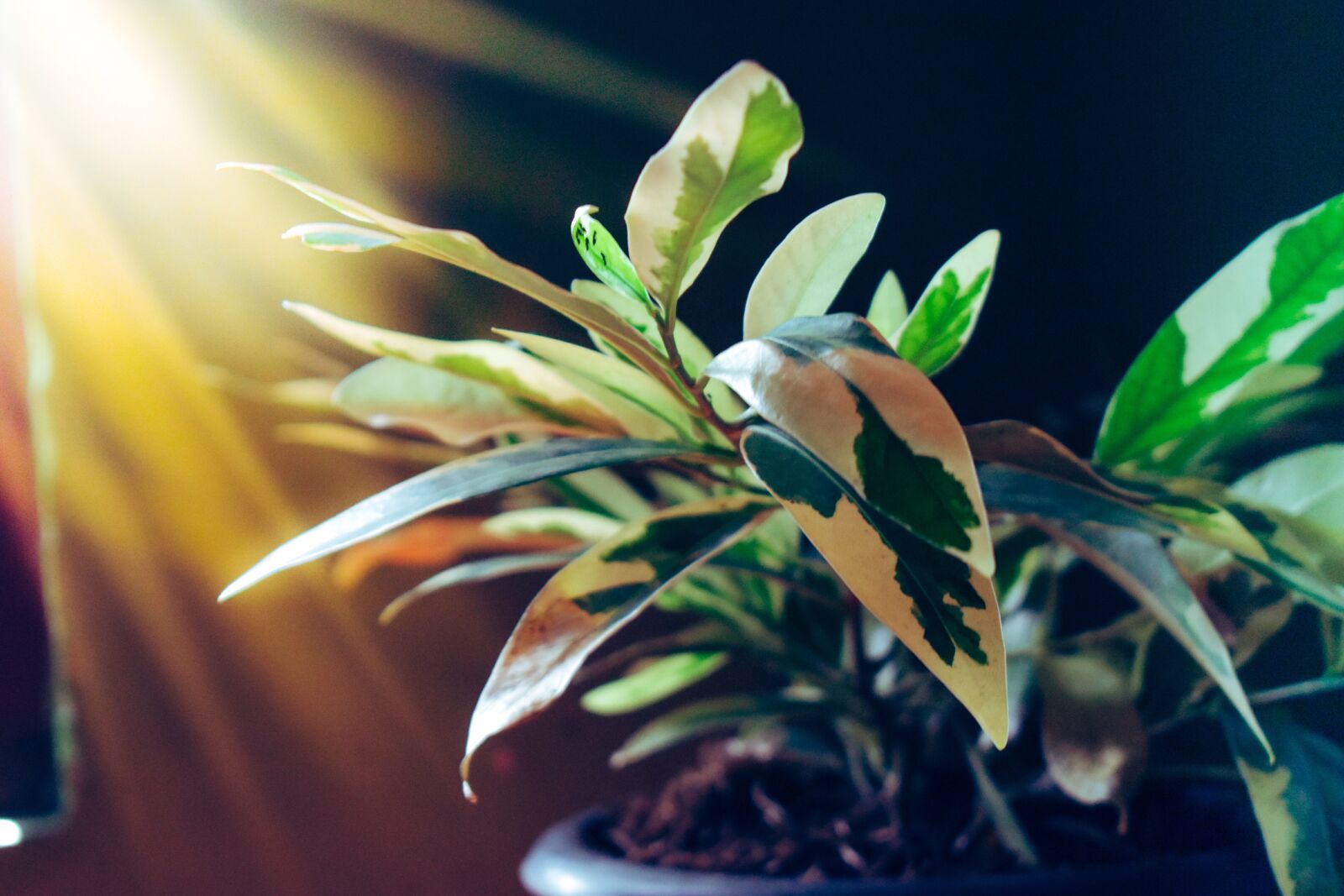 Nikon D3500 sample photo. Plant, pot, green photography