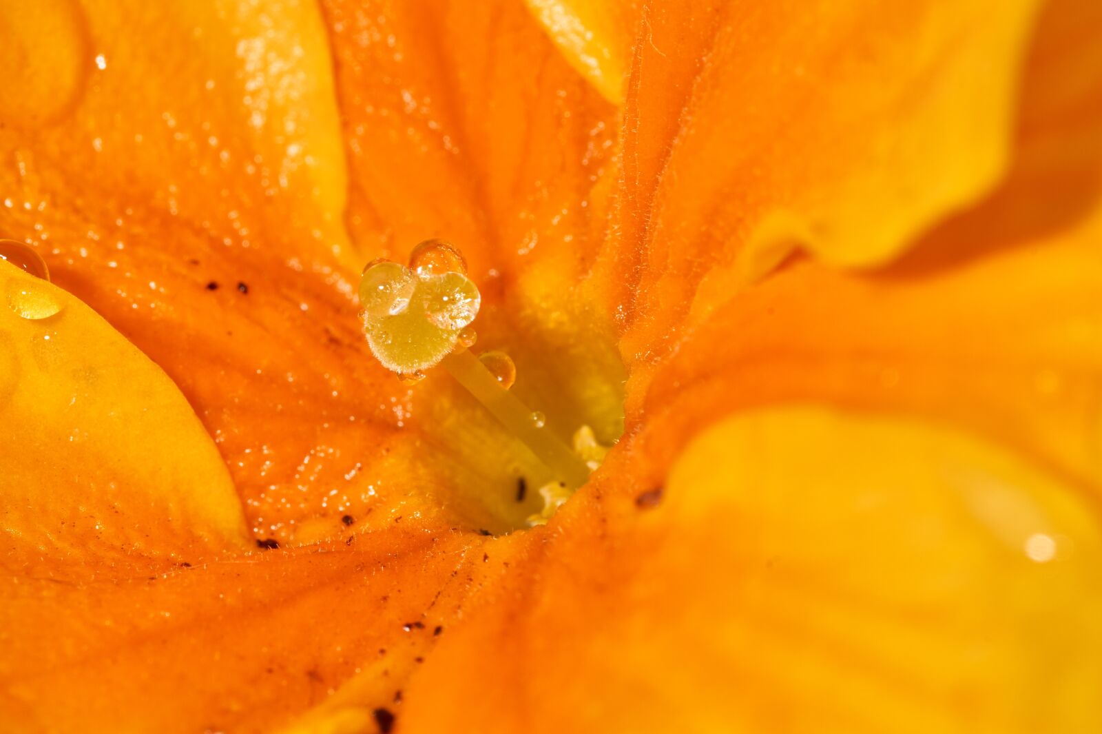 Sony SLT-A58 sample photo. Flower, nature, plant photography