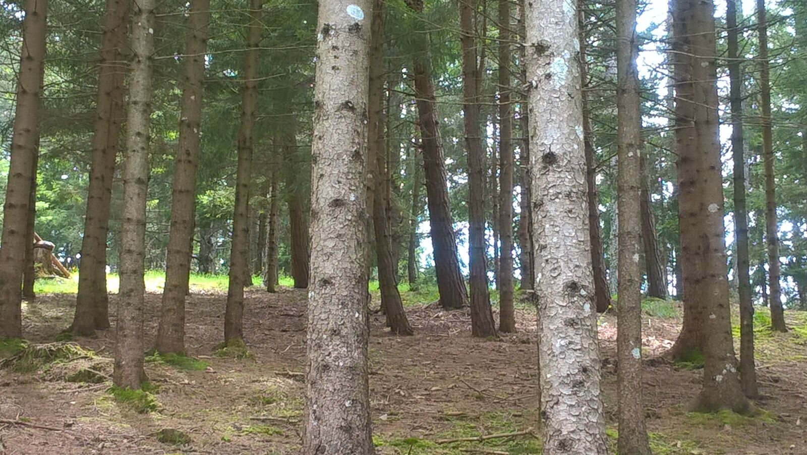 Microsoft Lumia 640 LTE sample photo. Wood, forest, trees photography