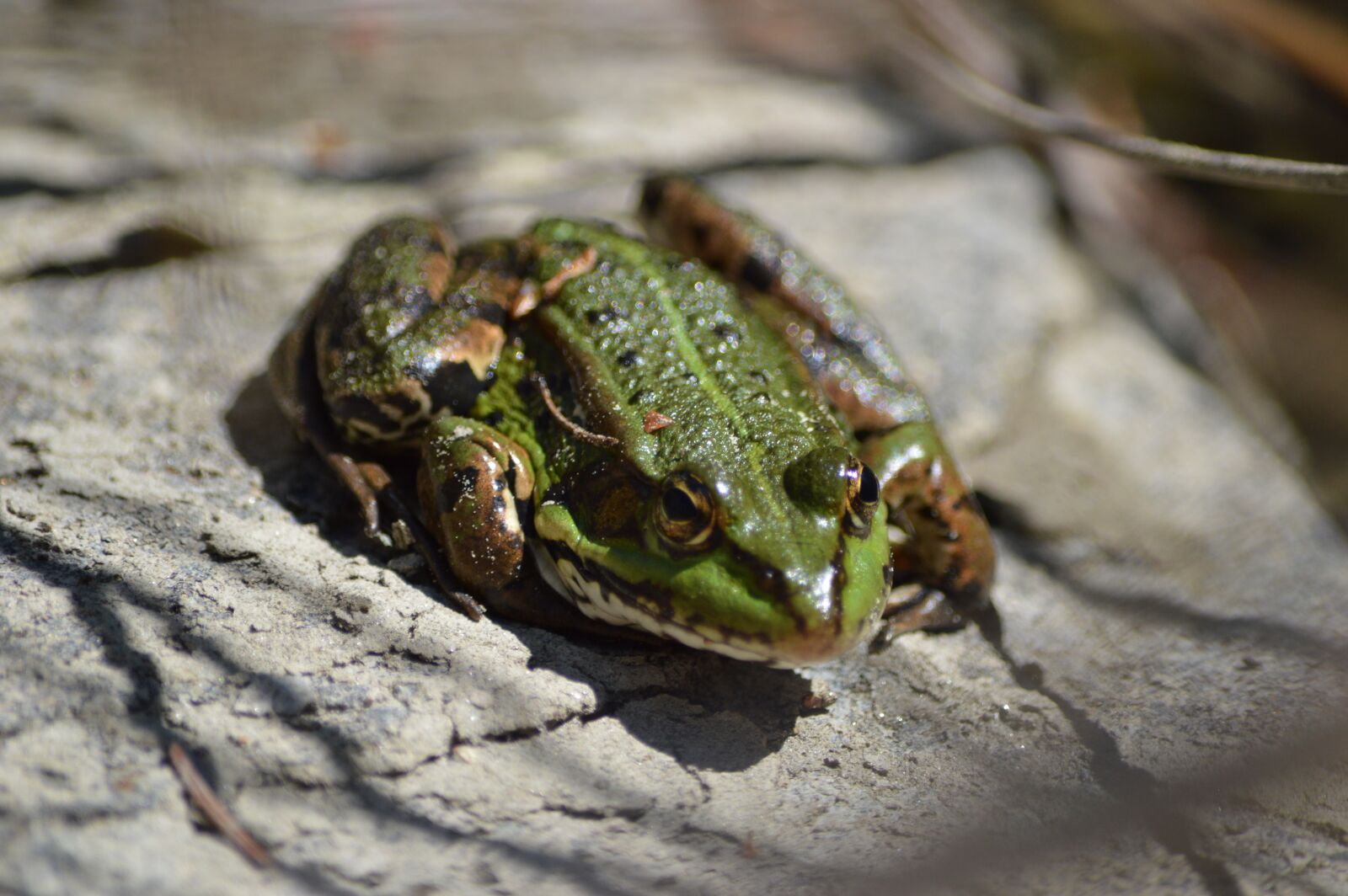Nikon D3200 sample photo. Frog, stone, rock photography