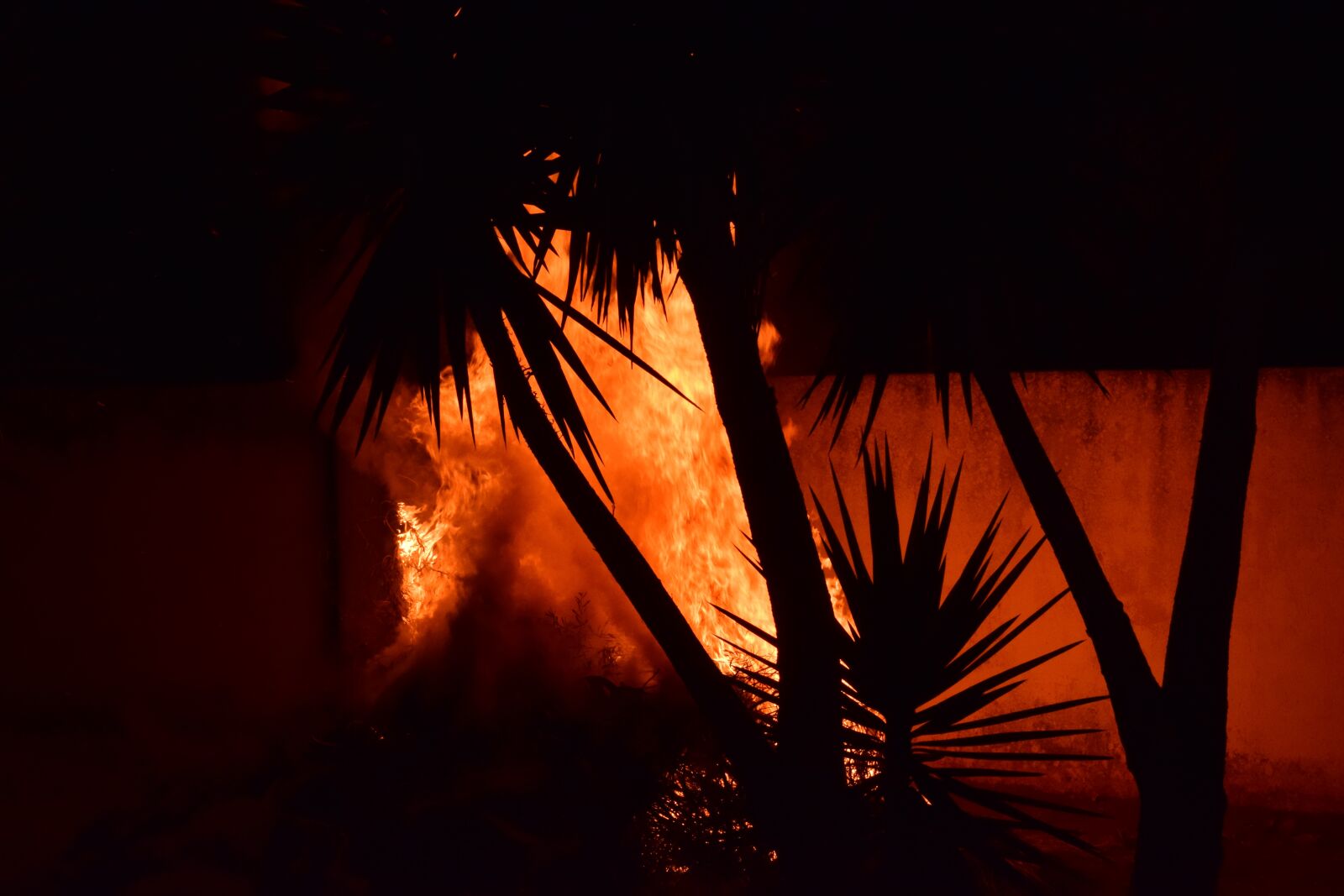 Nikon D3300 sample photo. Fire, palm trees, brand photography