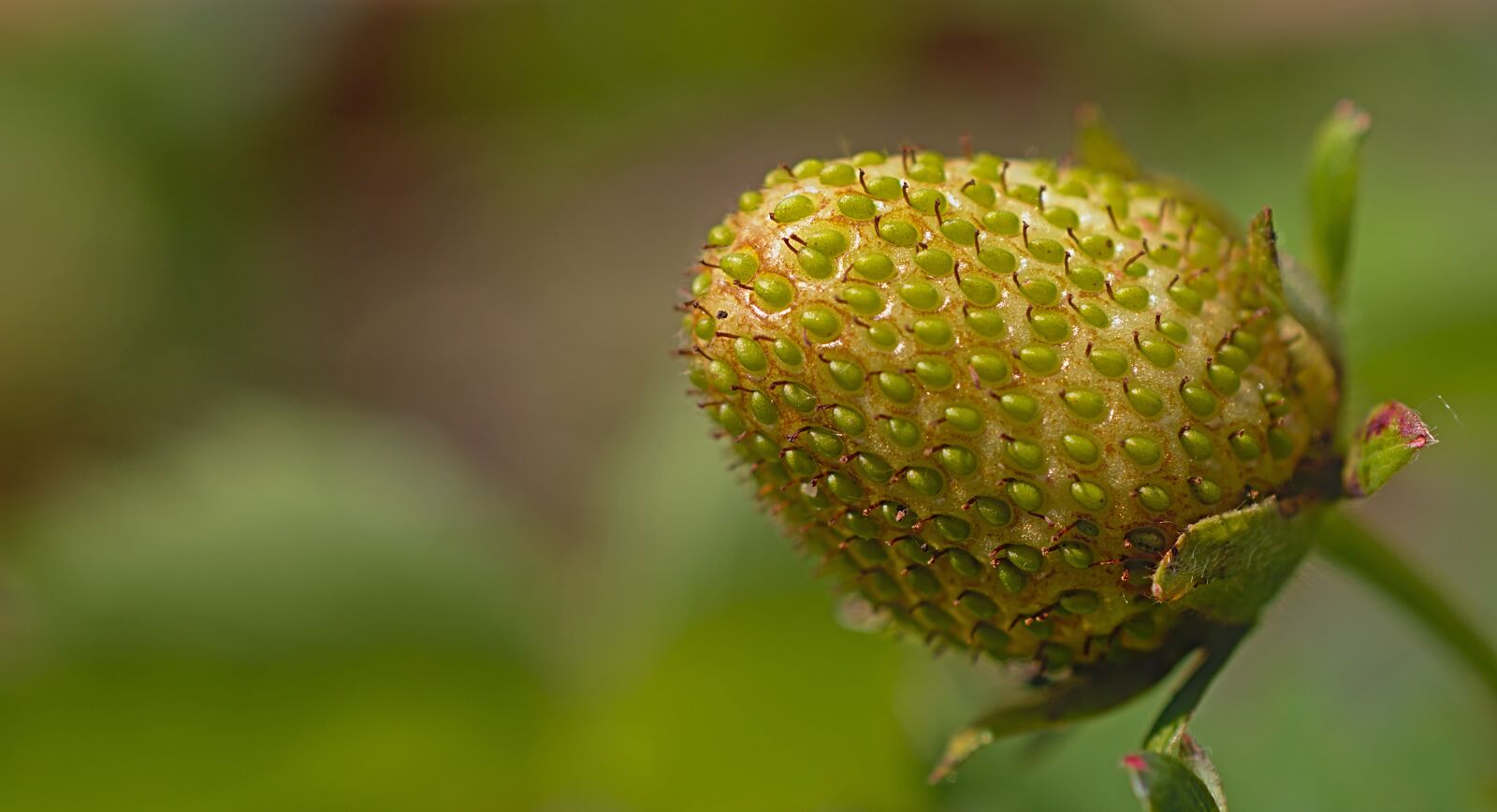 Nikon D5600 sample photo. Strawberry, fruit, green photography