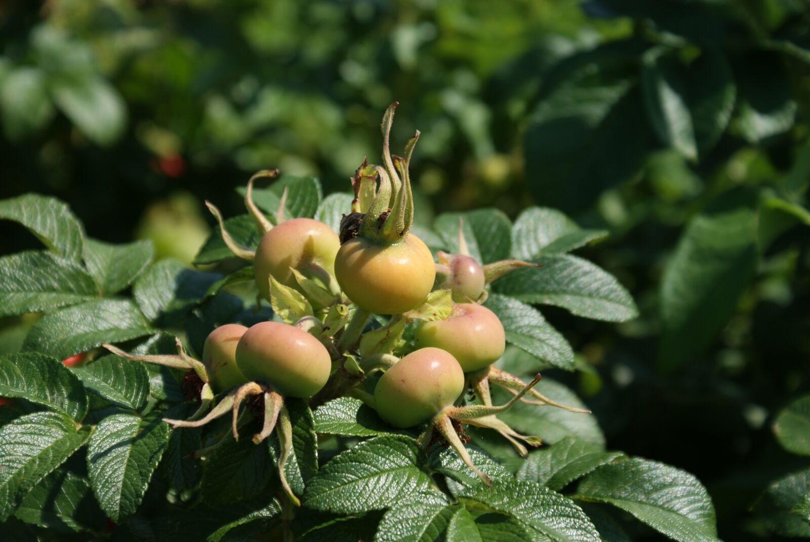Sony Alpha DSLR-A200 sample photo. Plant, garden, nature photography