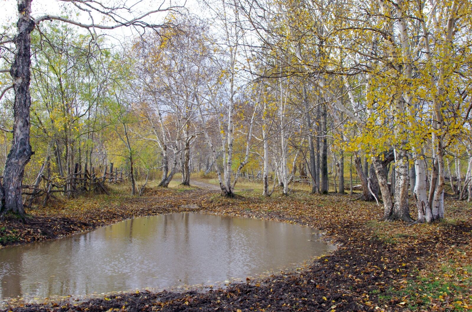 Pentax K-5 sample photo. Autumn, forest, puddles photography