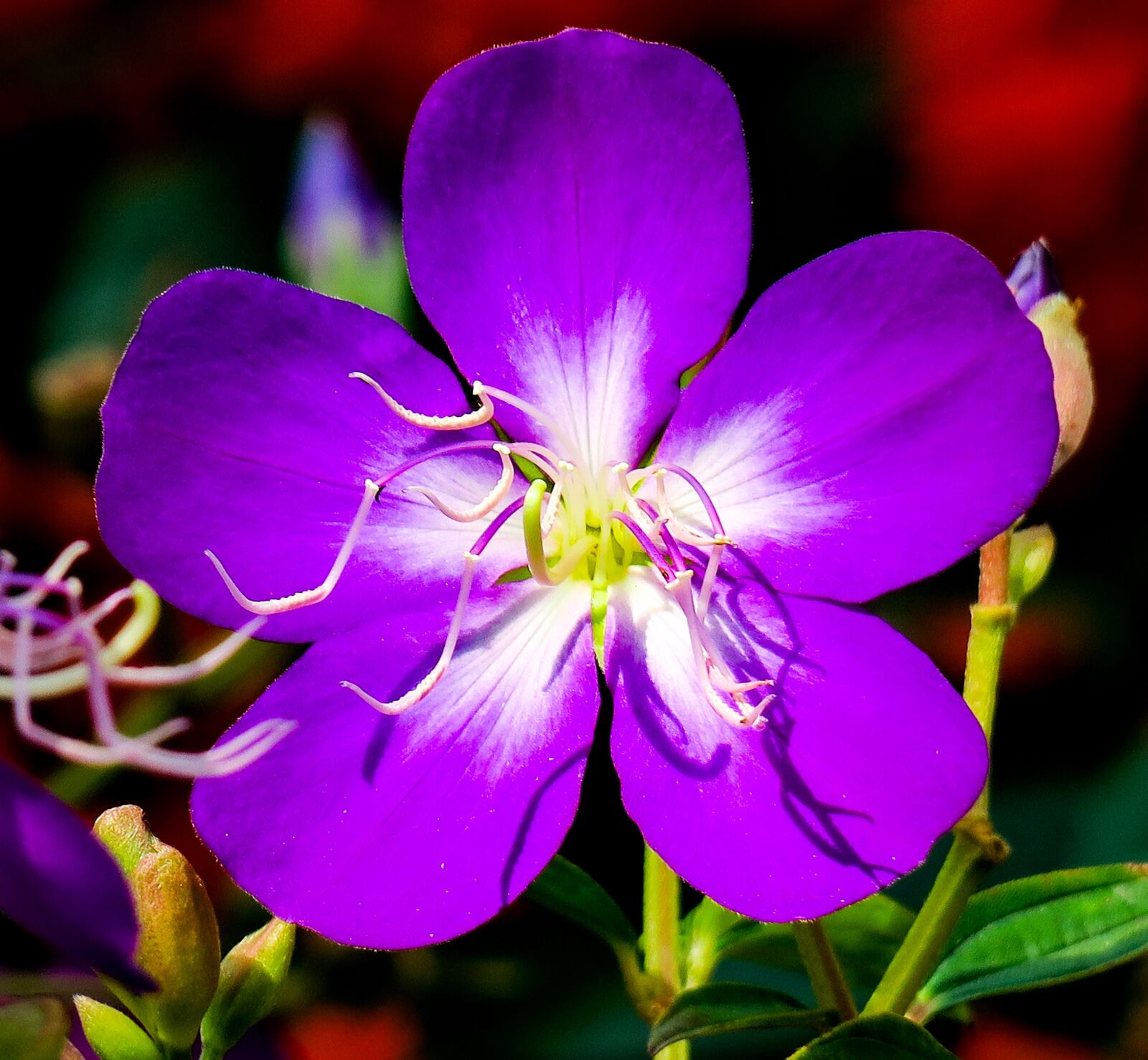 Canon PowerShot G3 X sample photo. Te male flowers, nature photography