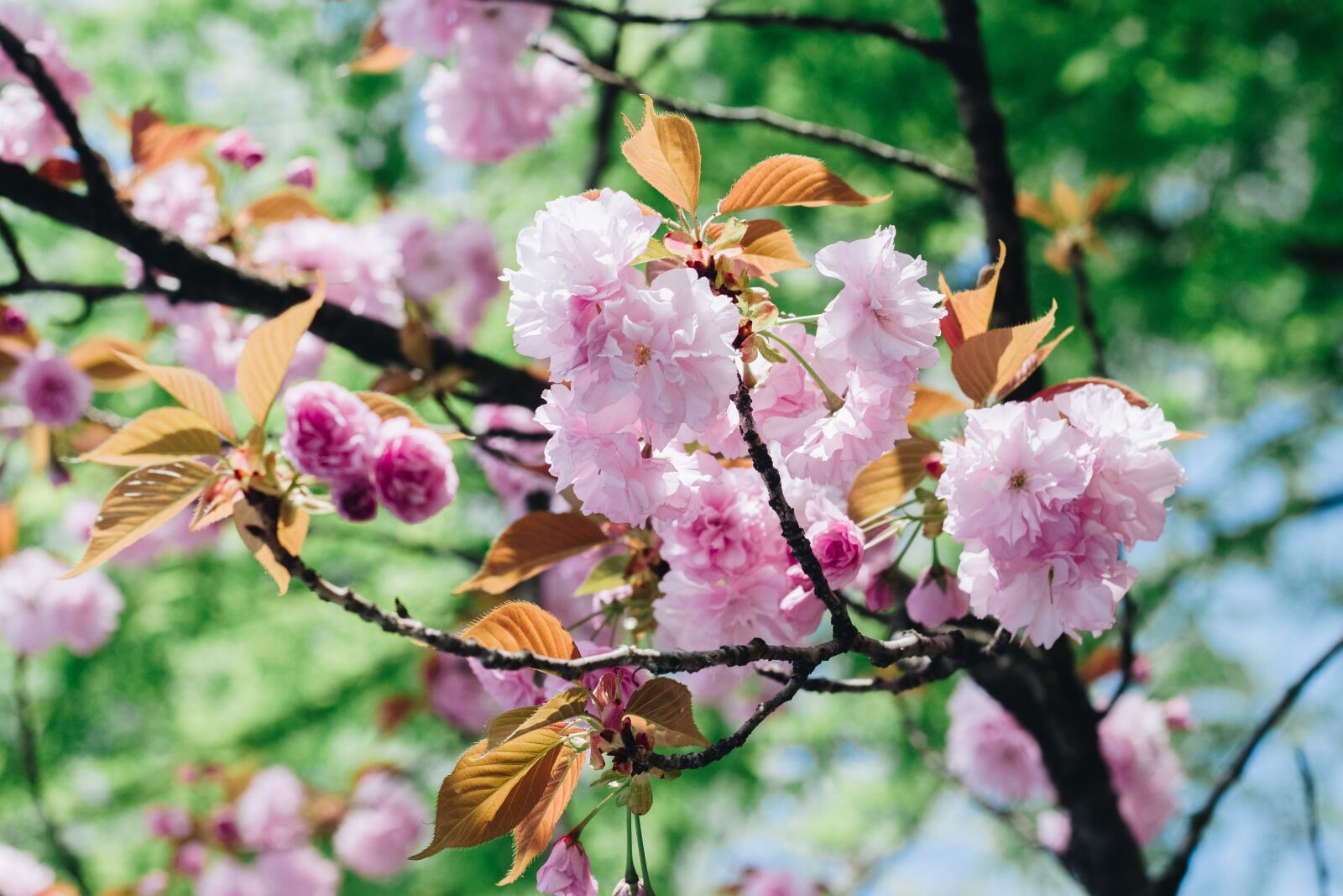 Canon EOS 700D (EOS Rebel T5i / EOS Kiss X7i) + Canon EF 50mm F1.8 II sample photo. Flower, cherry flowers, blooming photography