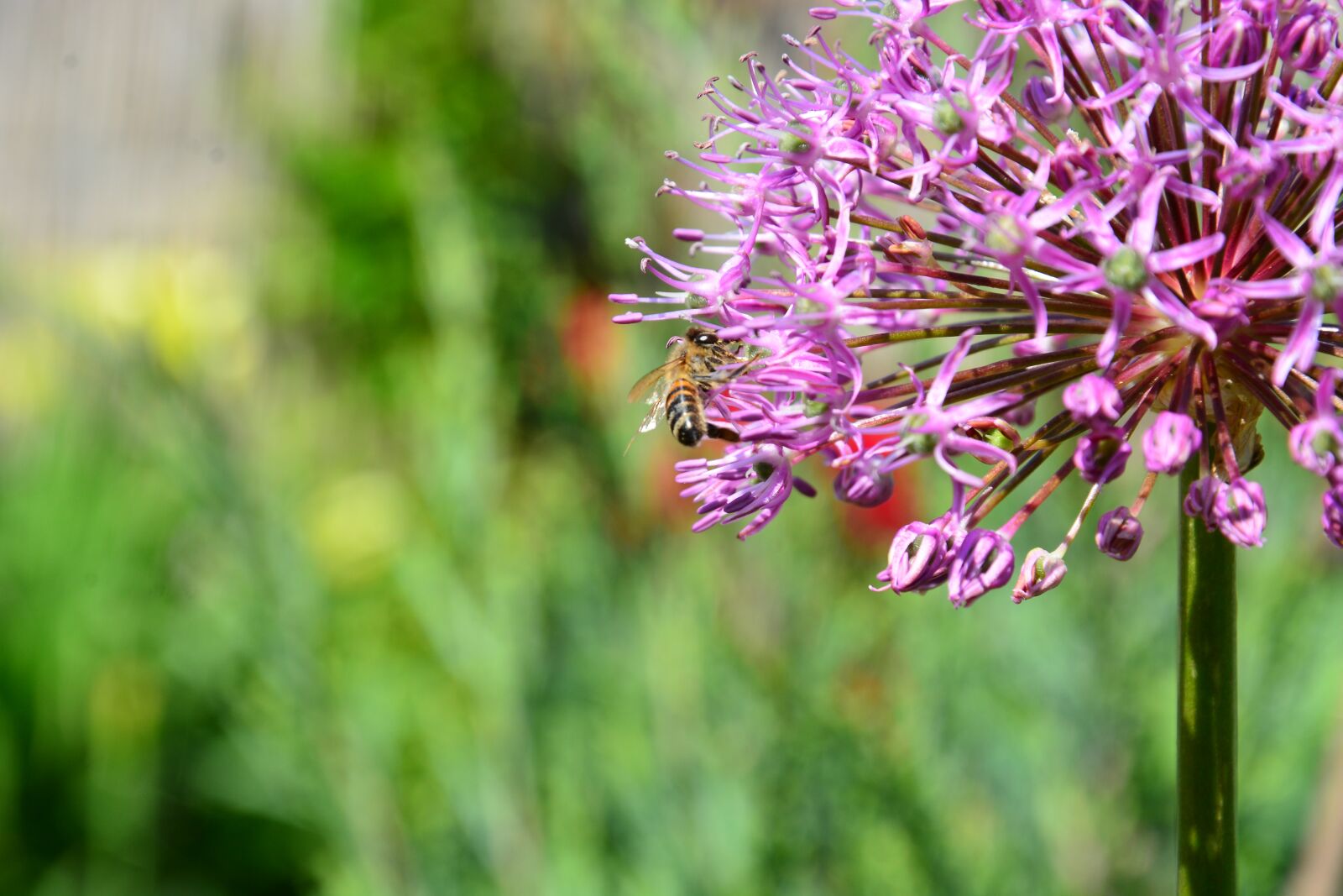 Nikon D7100 sample photo. Flower, macro, nature photography