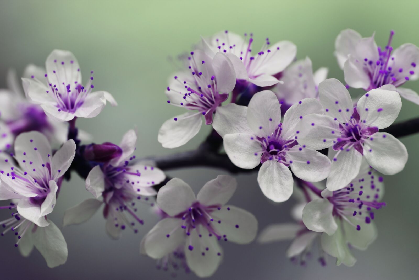 Canon EOS 550D (EOS Rebel T2i / EOS Kiss X4) sample photo. White, and, purple, petal photography