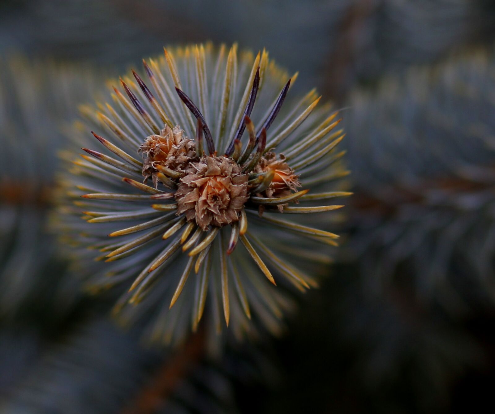 Canon EOS 700D (EOS Rebel T5i / EOS Kiss X7i) + Canon EF 85mm F1.8 USM sample photo. Brad, flower, inflorescence photography