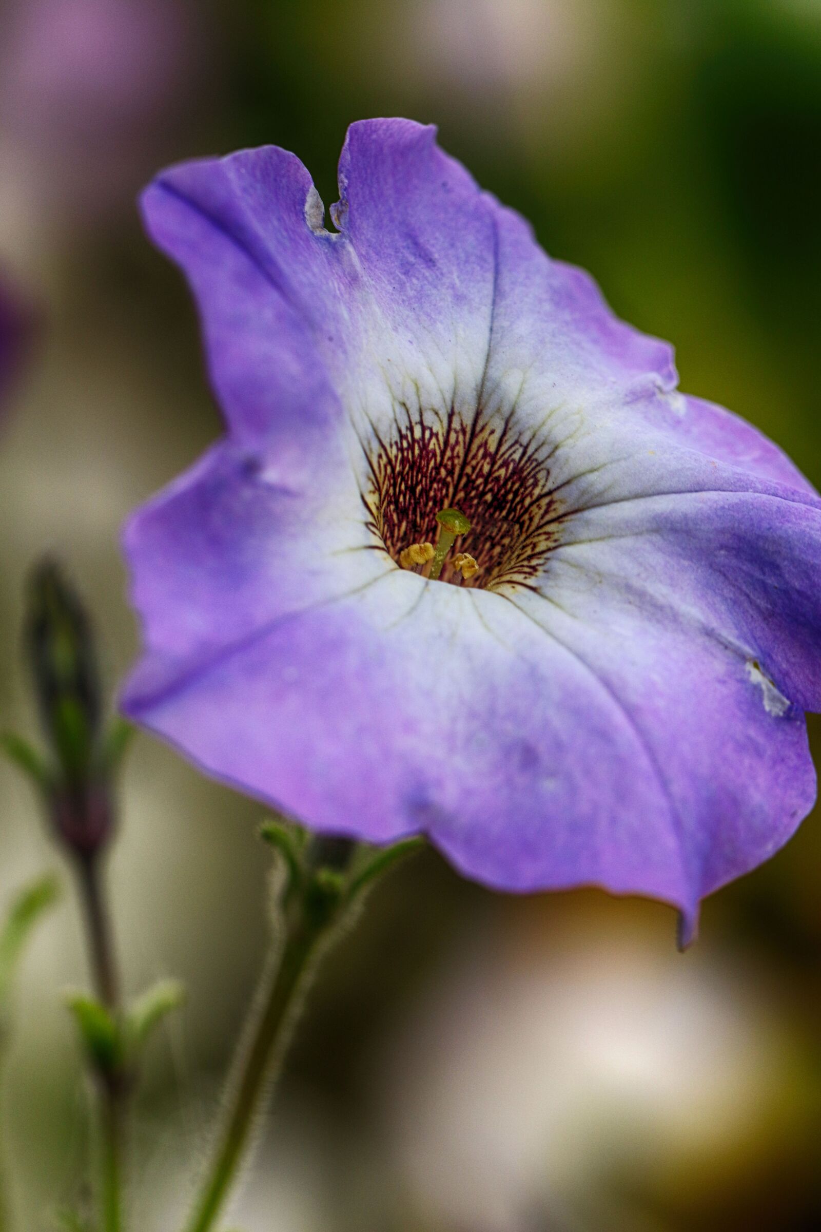 Canon EOS 7D Mark II sample photo. Flower, macro, blossom photography