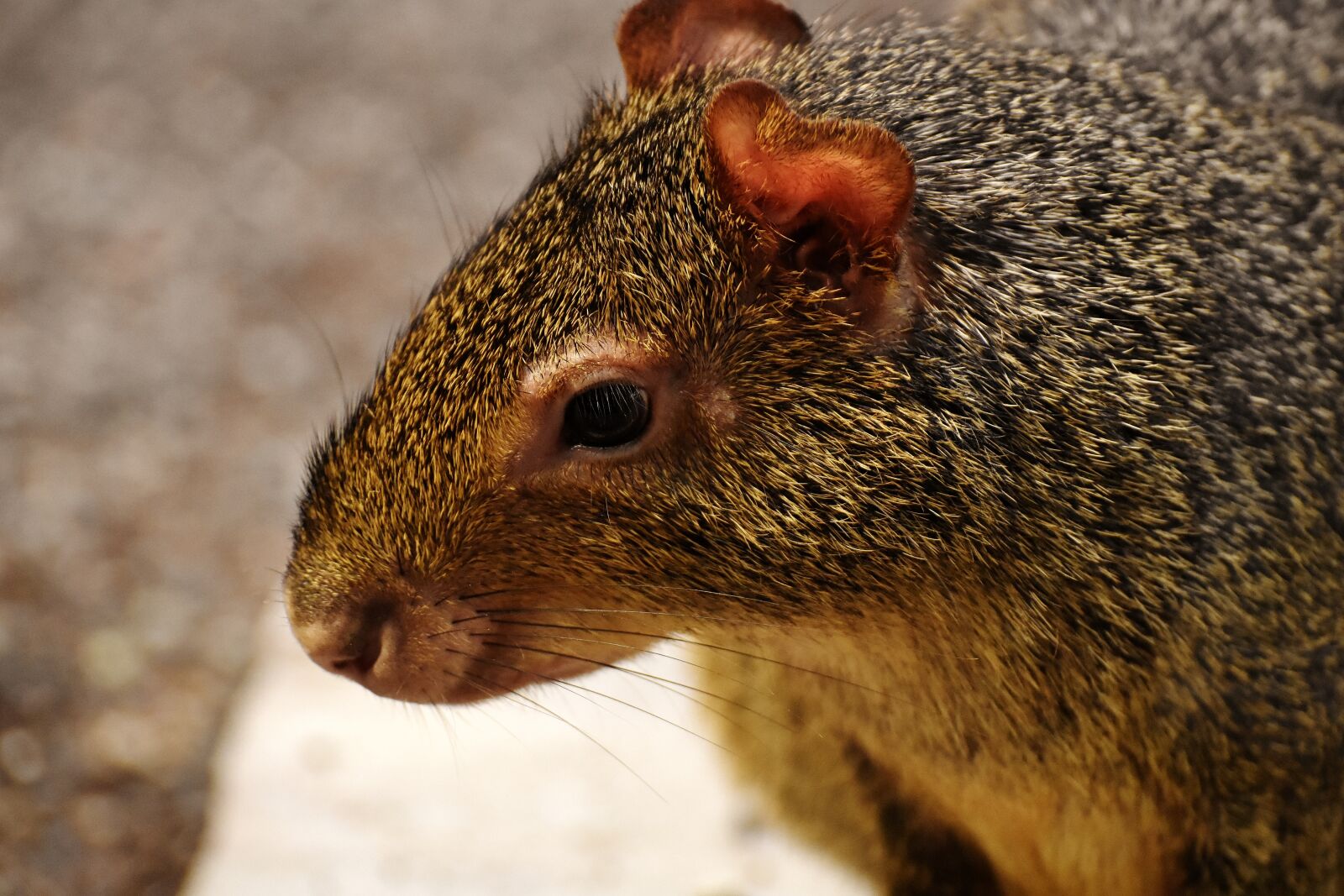 Nikon D7200 sample photo. Azara-aguti, wild animal, rainforest photography