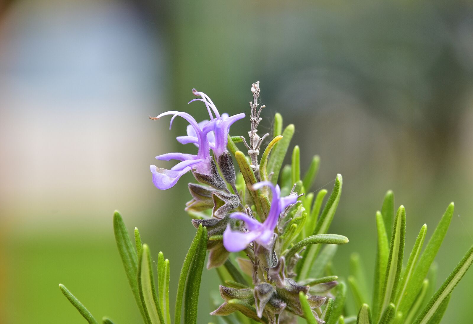 Nikon D7200 sample photo. Nature, plant, flower photography