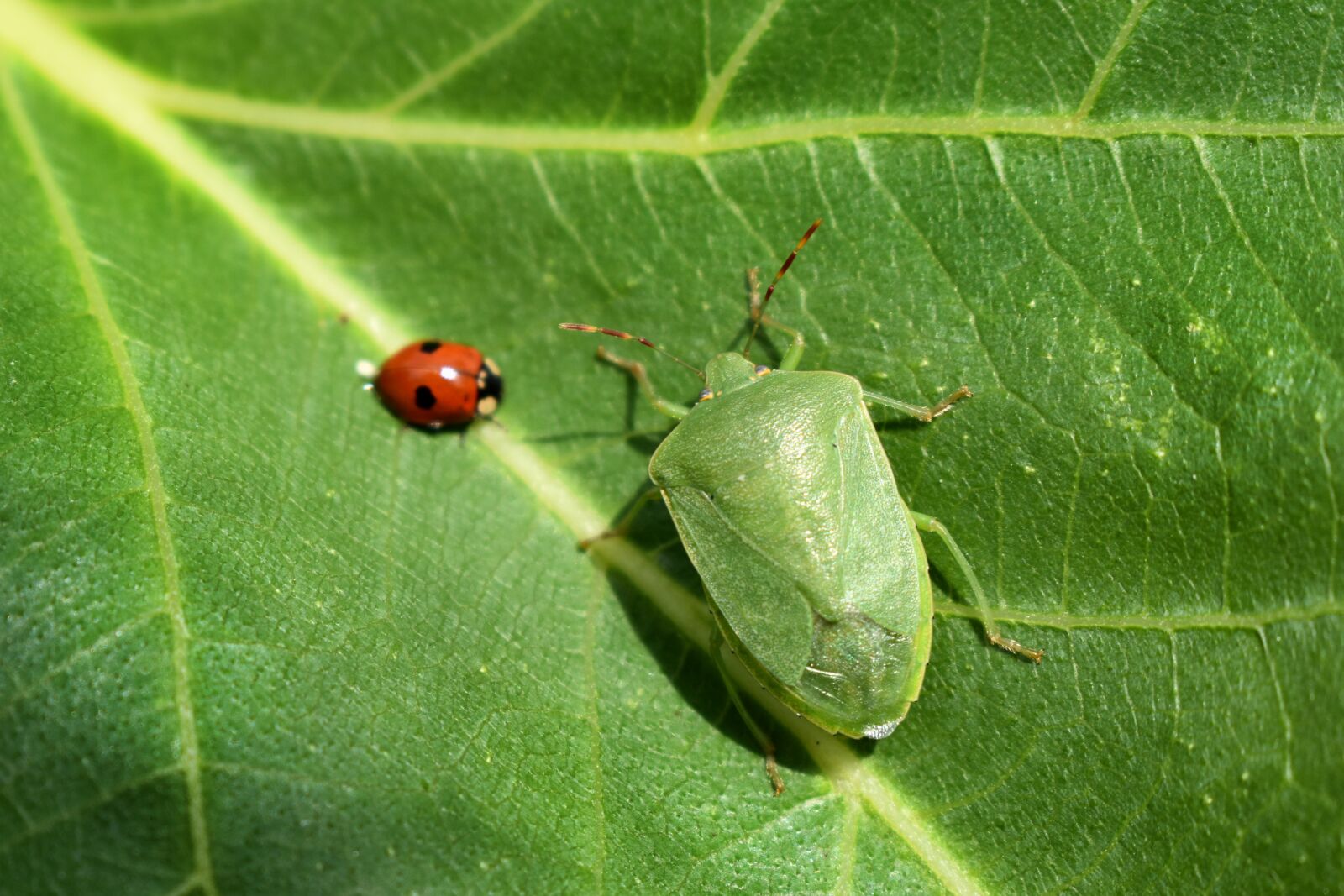 Nikon D5600 sample photo. Insects, green, bug photography