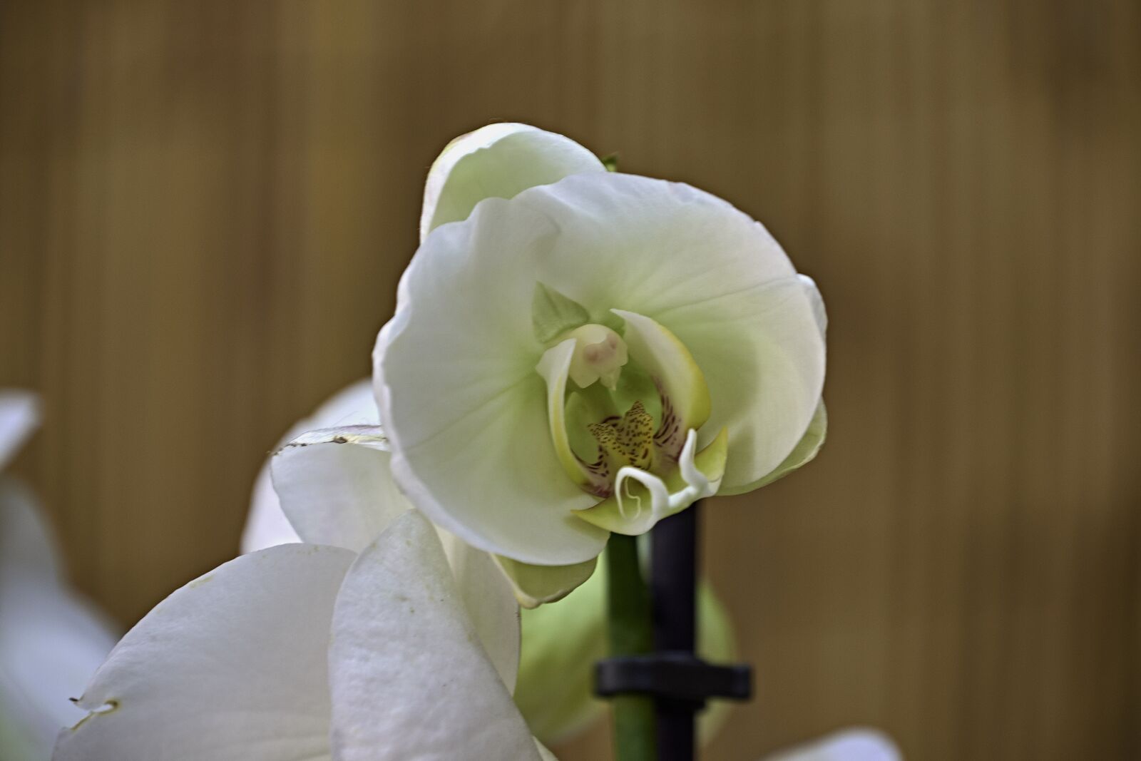 Nikon D7200 sample photo. Flower, garden, flowering photography