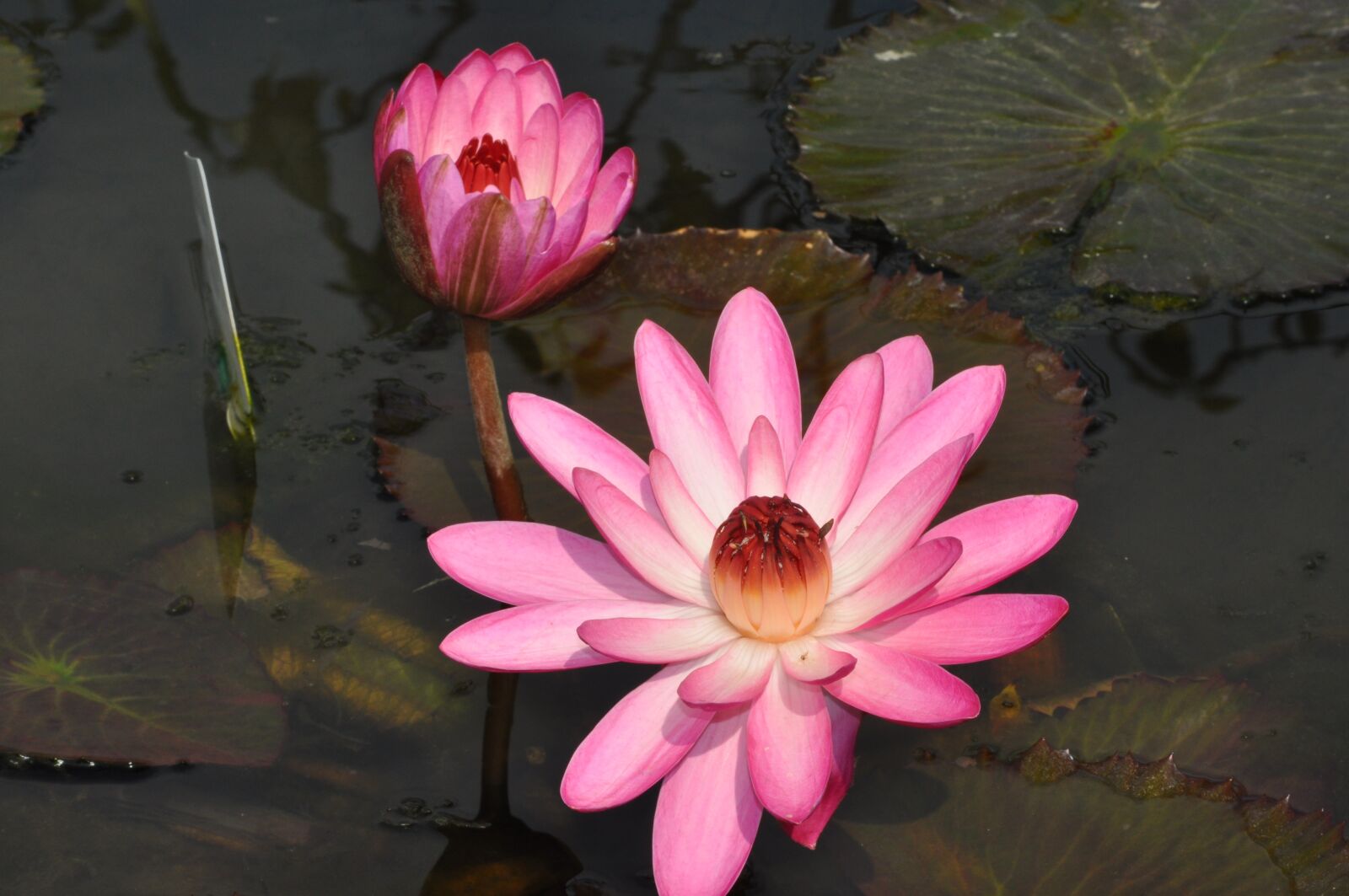 Nikon D90 sample photo. Lotus, flowers, aquatic photography