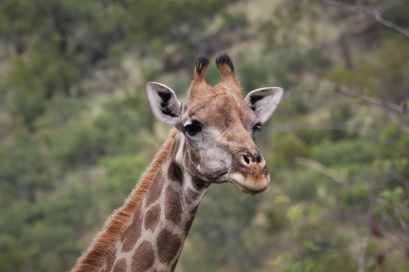 Canon EOS 60D sample photo. Giraffe, long neck, ears photography