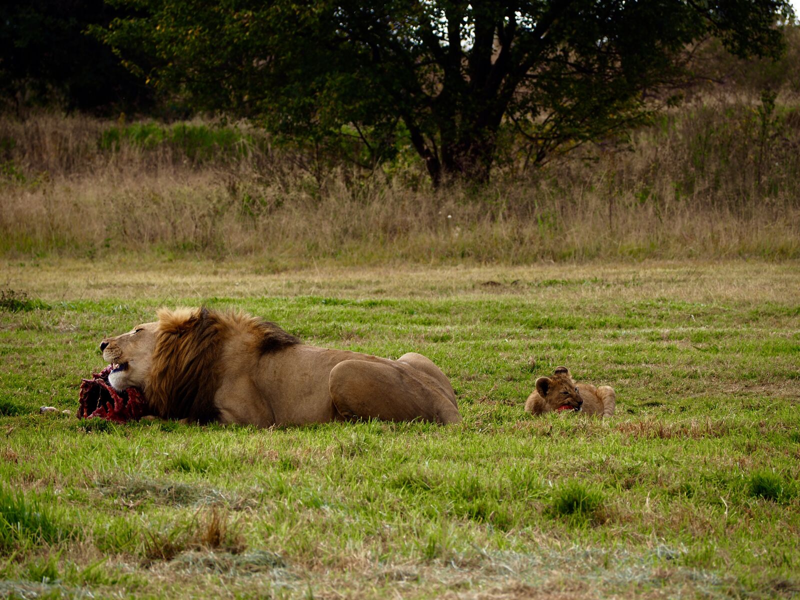 Olympus OM-D E-M10 II sample photo. Lion, eating, wildlife photography