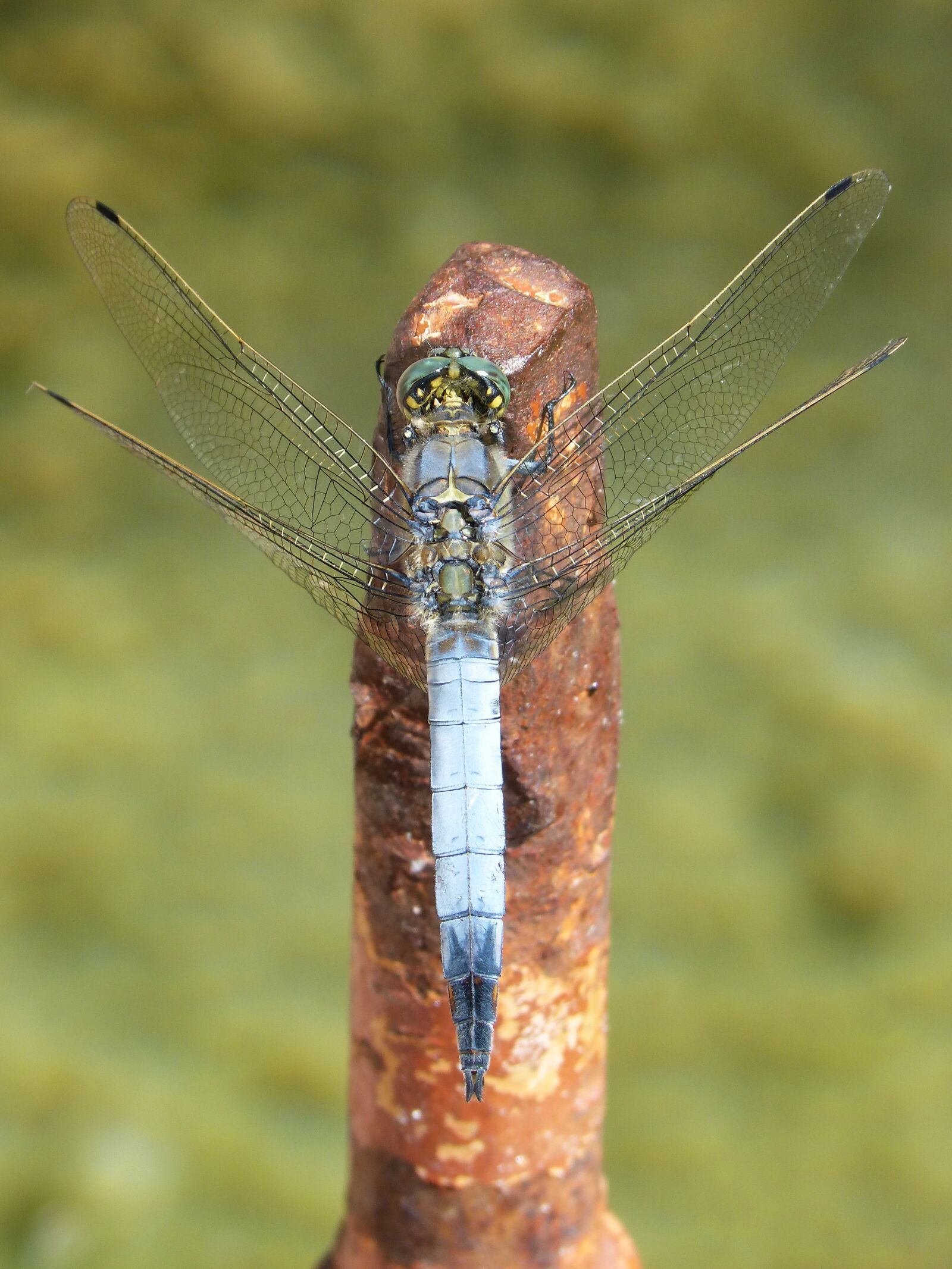 Panasonic DMC-FZ62 sample photo. Dragonfly, blue dragonfly, raft photography