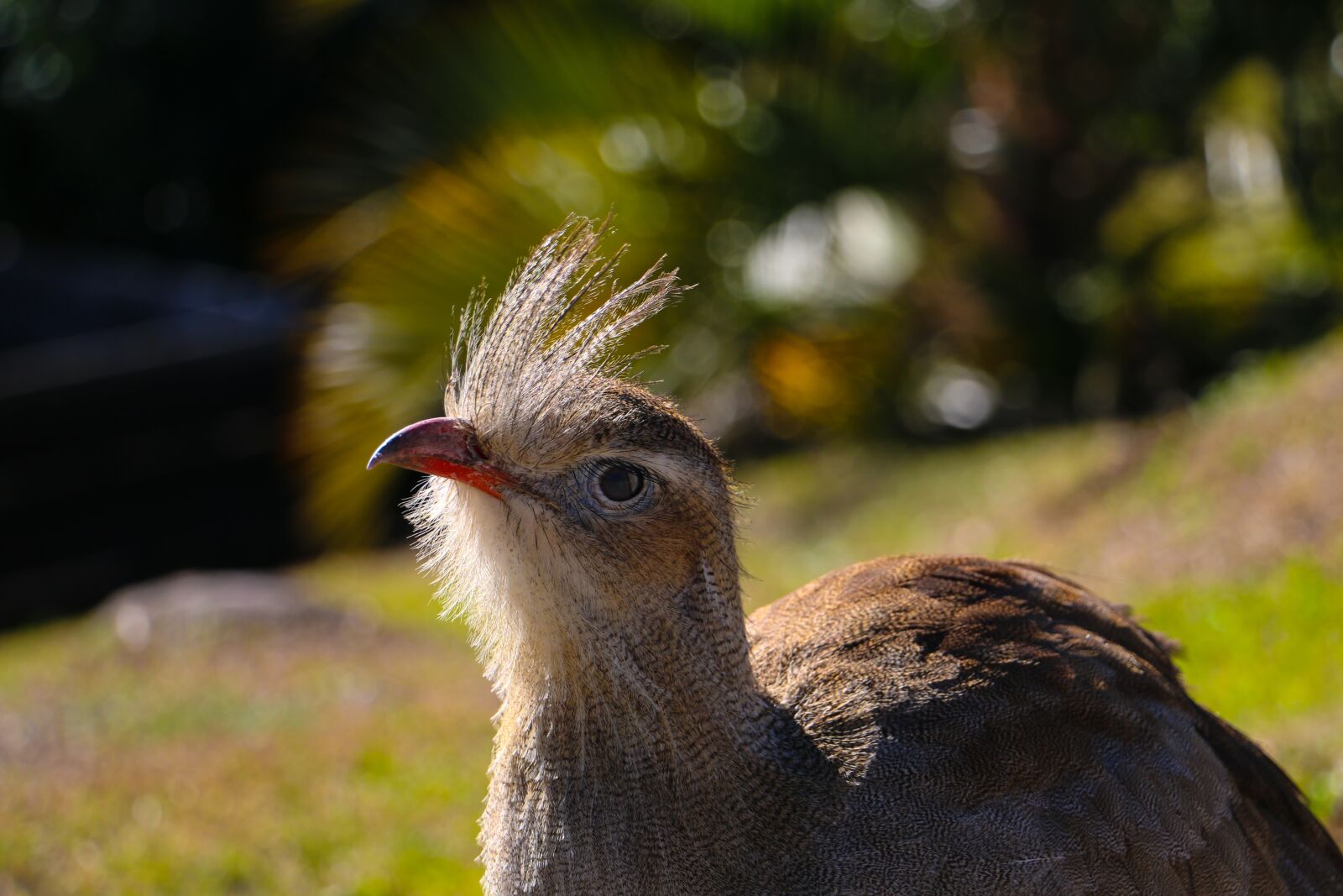 Canon EOS 70D sample photo. Bird, look, beak photography