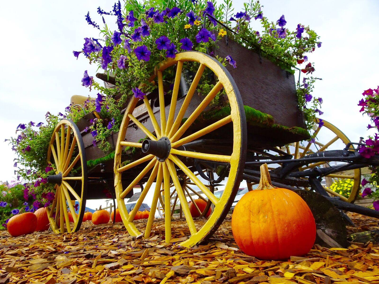 Sony Cyber-shot DSC-HX90V sample photo. Flowers, wagon, pumpkin photography