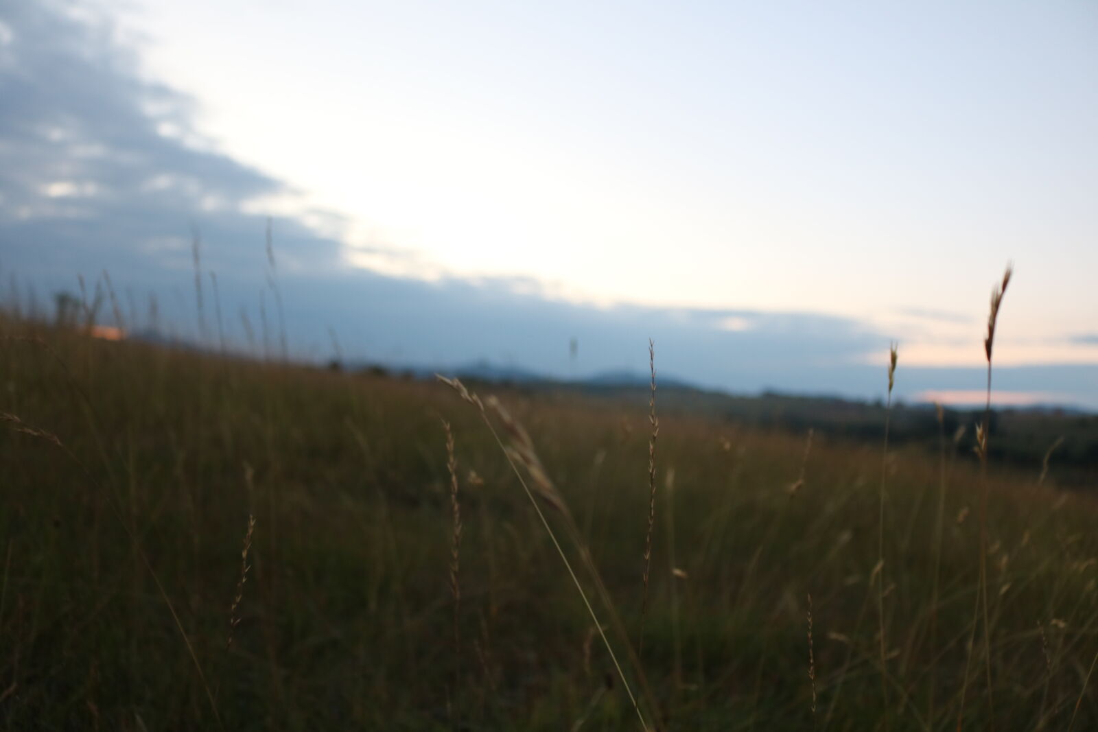 Canon EOS 750D (EOS Rebel T6i / EOS Kiss X8i) sample photo. Beautiful, calm, cereals, evening photography