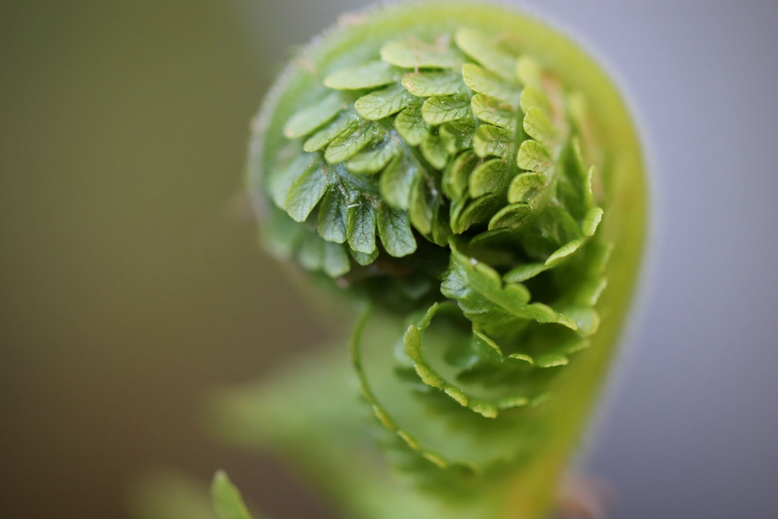 Canon EOS 800D (EOS Rebel T7i / EOS Kiss X9i) sample photo. Fern, unroll, unfold photography