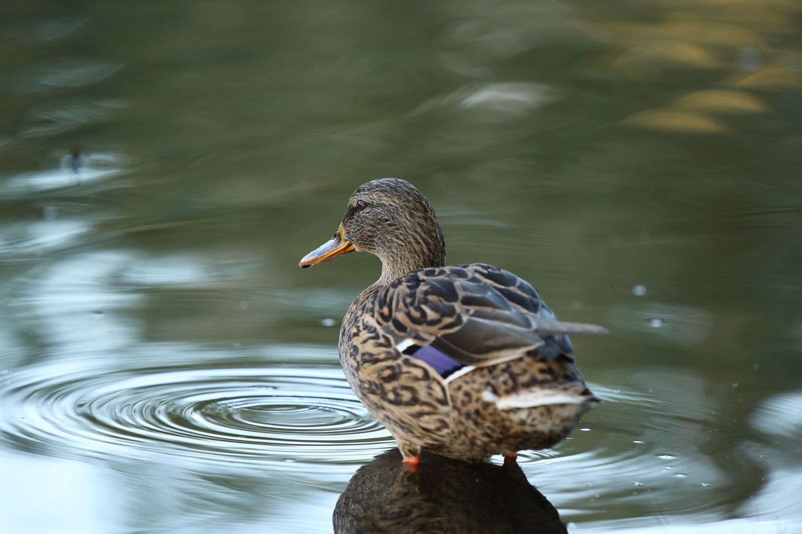 Canon EOS 7D Mark II sample photo. Mallard, duck, female photography