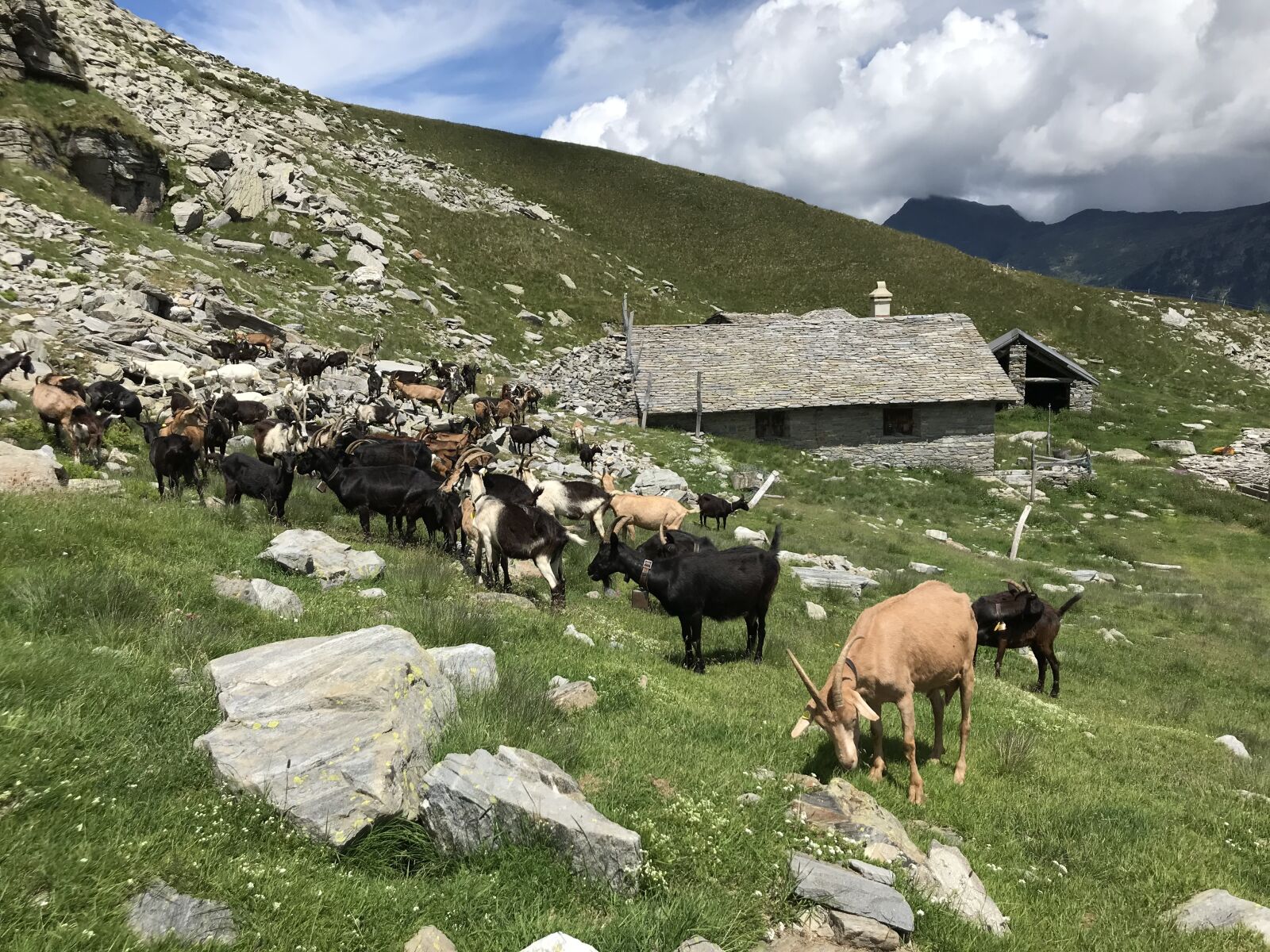 iPhone 7 back camera 3.99mm f/1.8 sample photo. Towards landarenca, alpe di photography