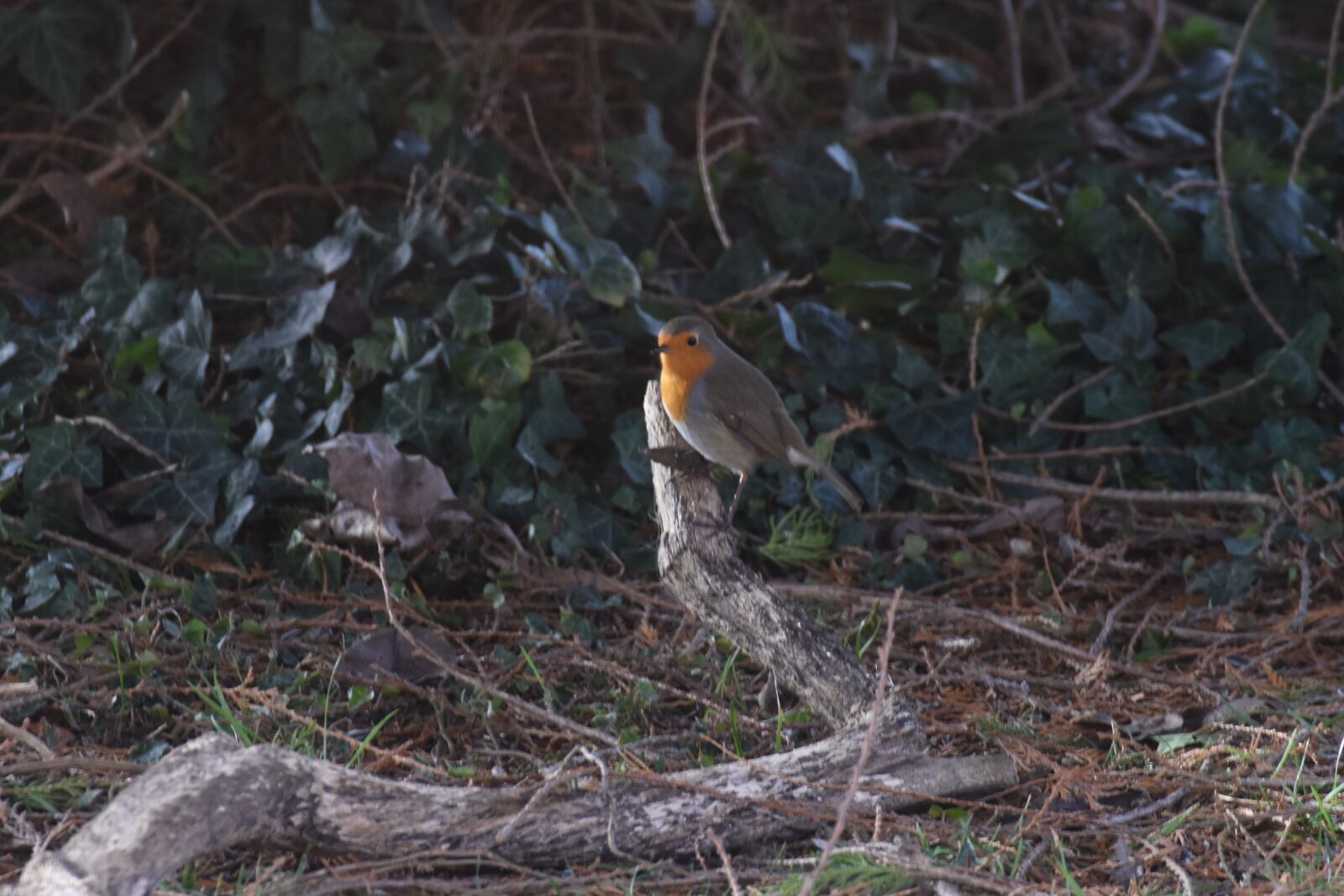 Nikon D7200 sample photo. Robin, bird, nature photography