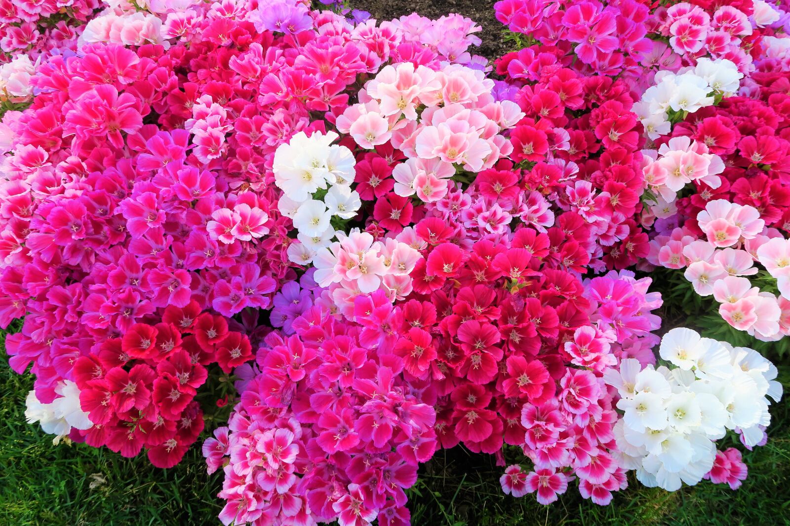 Canon PowerShot G7 X sample photo. Flower, flowers, nature photography