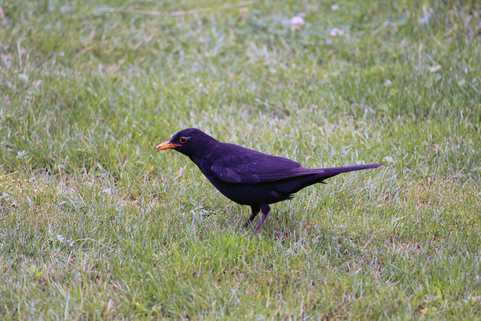Canon EOS 1200D (EOS Rebel T5 / EOS Kiss X70 / EOS Hi) sample photo. Blackbird, bird, animal photography