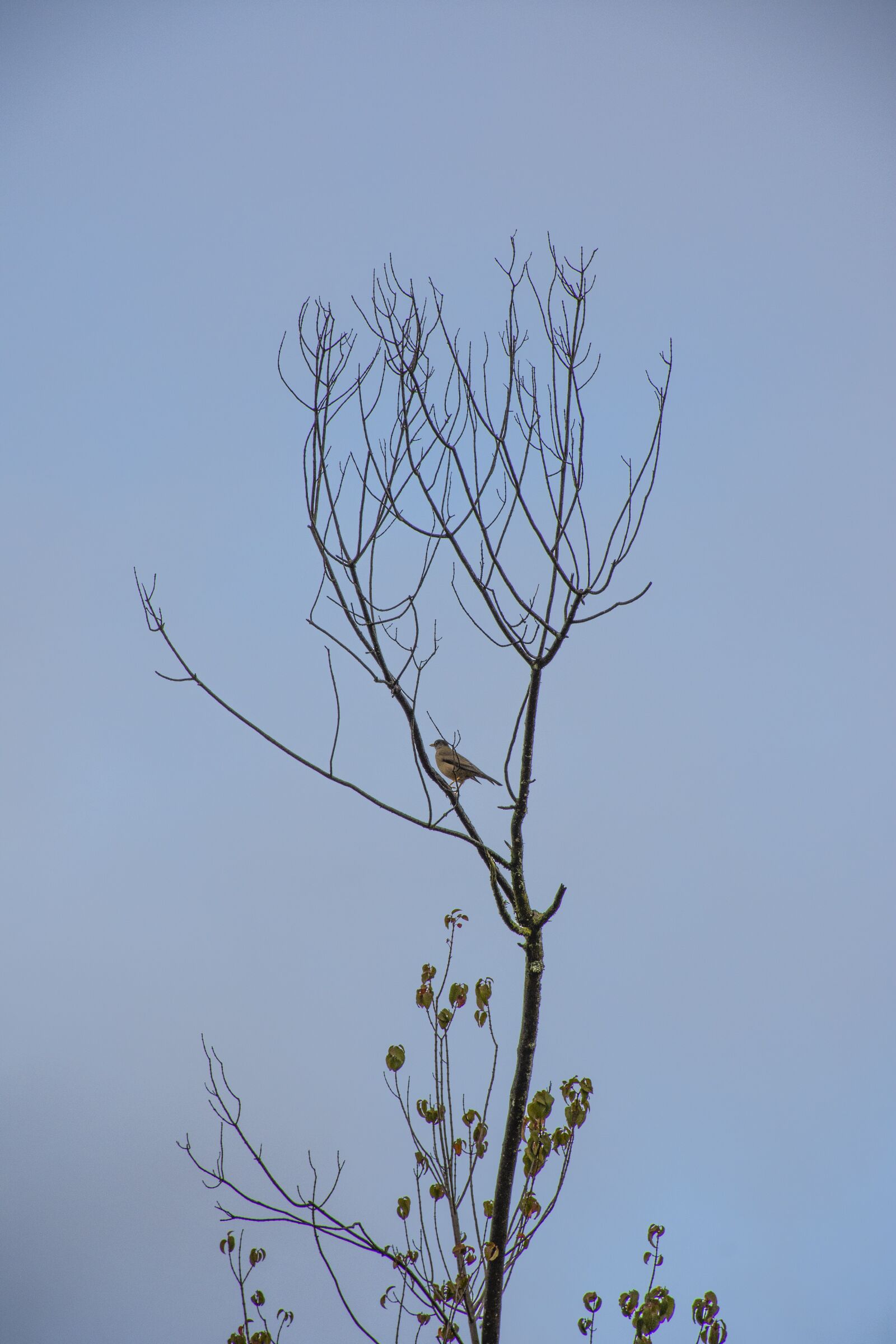Nikon D7200 sample photo. Llaima, conguillio, cat photography