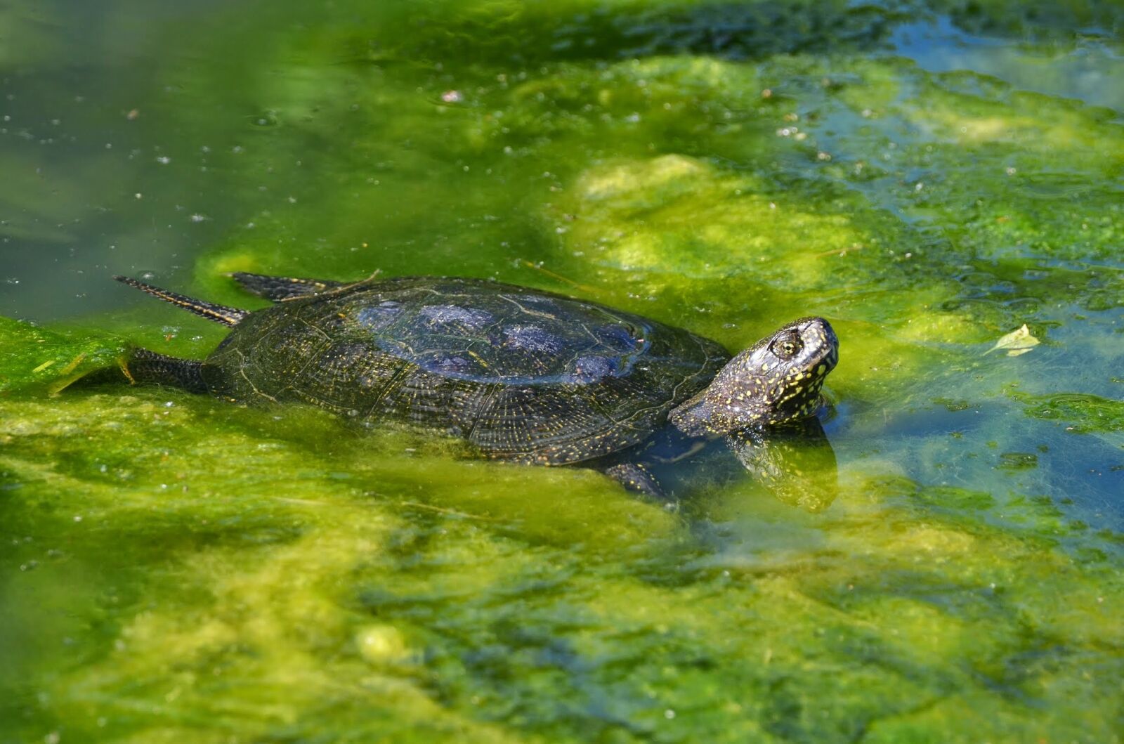 Nikon D7000 sample photo. Marsh turtle, european, water photography