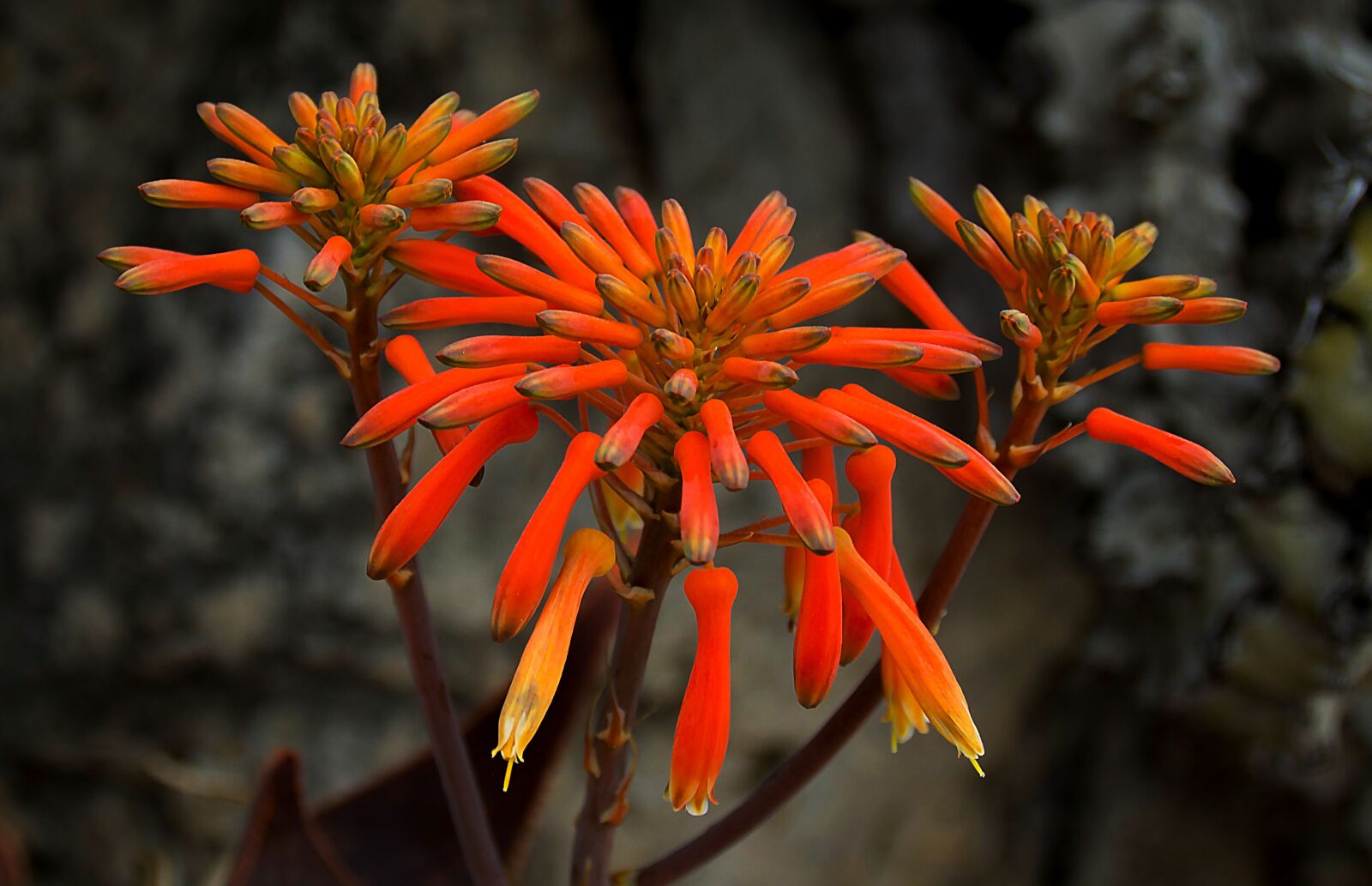 Sony SLT-A77 sample photo. Flower, cigarettes flower, exotic photography