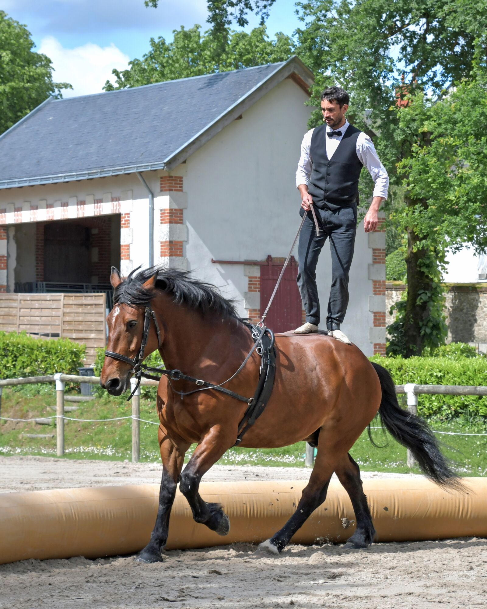Nikon D500 sample photo. Horse, aerobatics, man photography