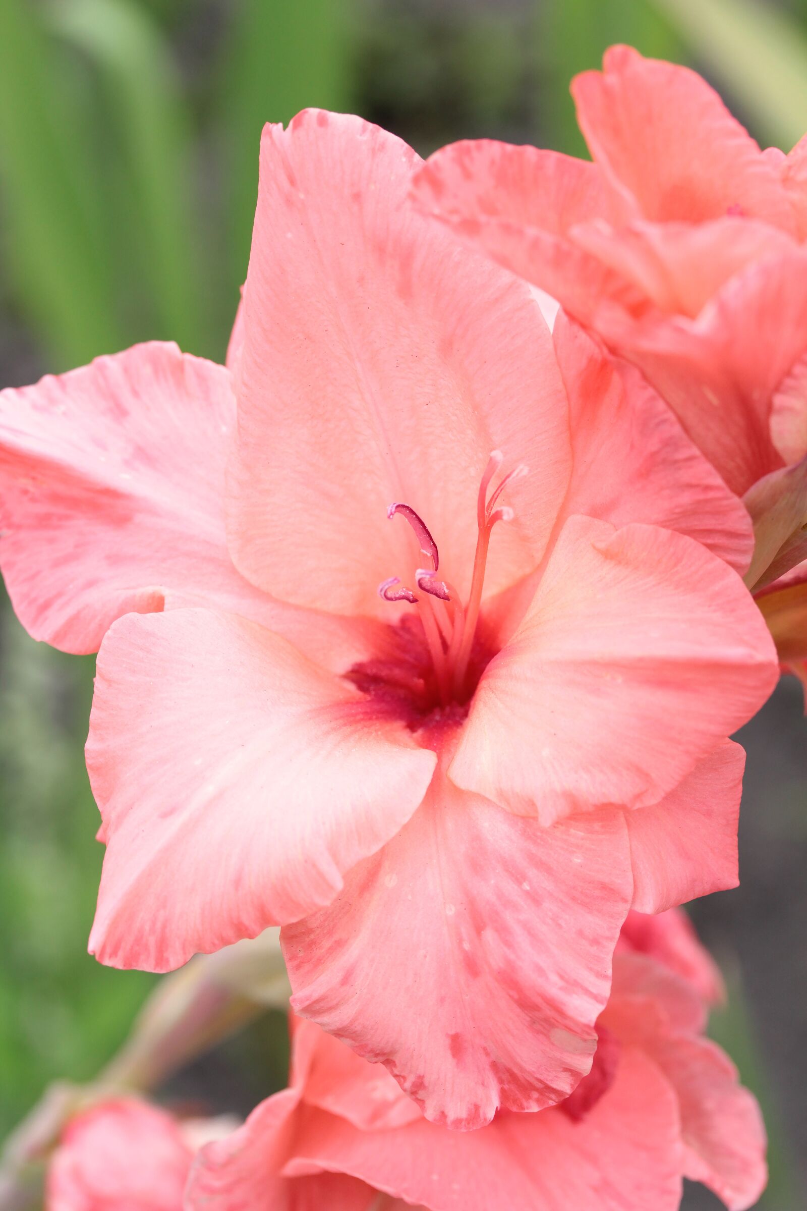 Canon EOS 550D (EOS Rebel T2i / EOS Kiss X4) sample photo. Flower, beautiful, beautiful flower photography