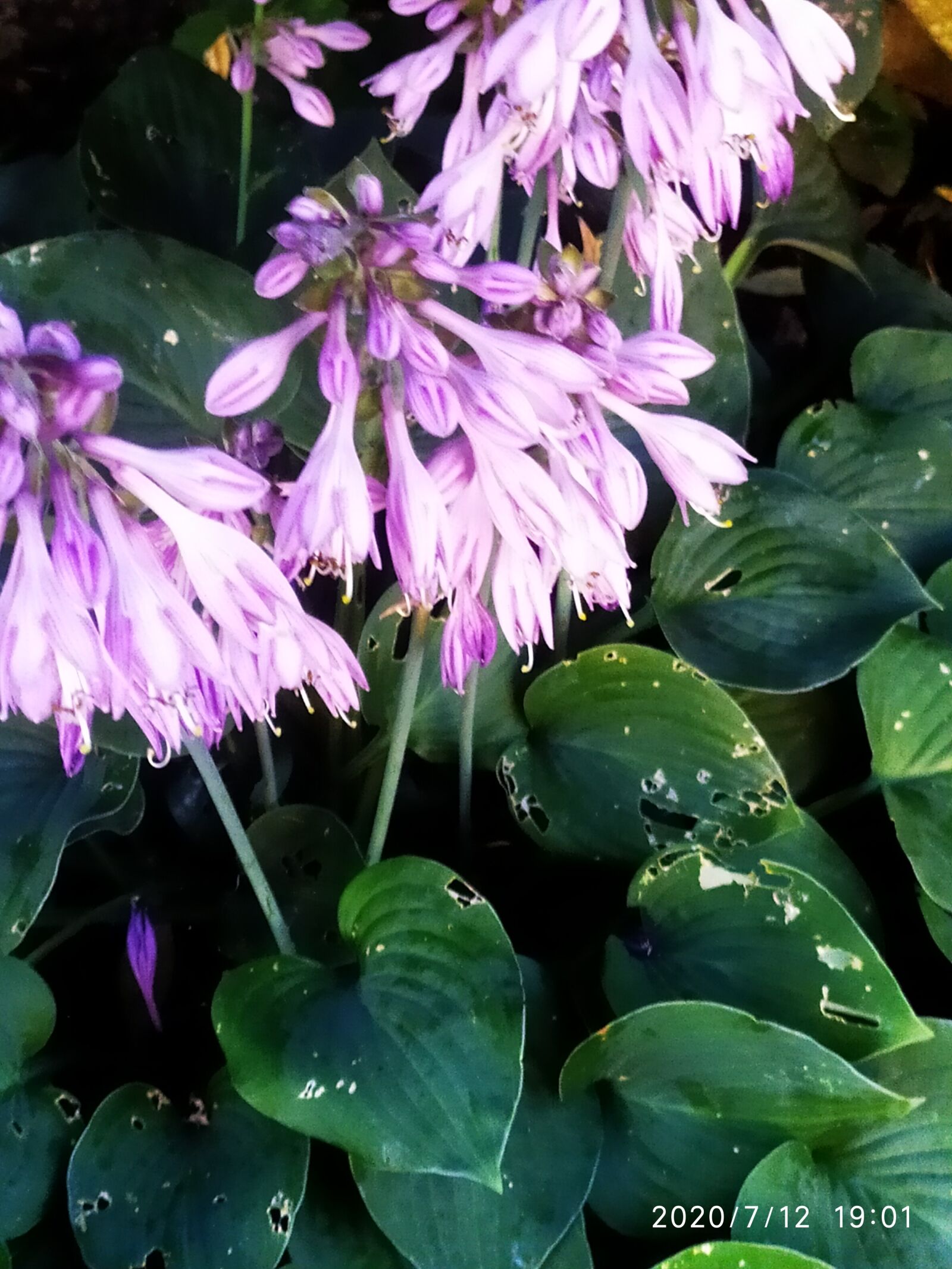 Xiaomi Redmi Note 7 sample photo. Flowers, nature, summer photography