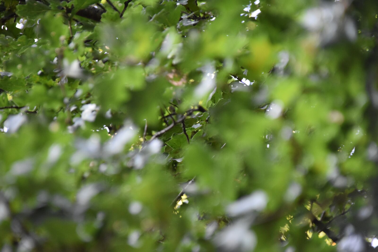 Nikon D3400 sample photo. Leaves, leaf crown, green photography