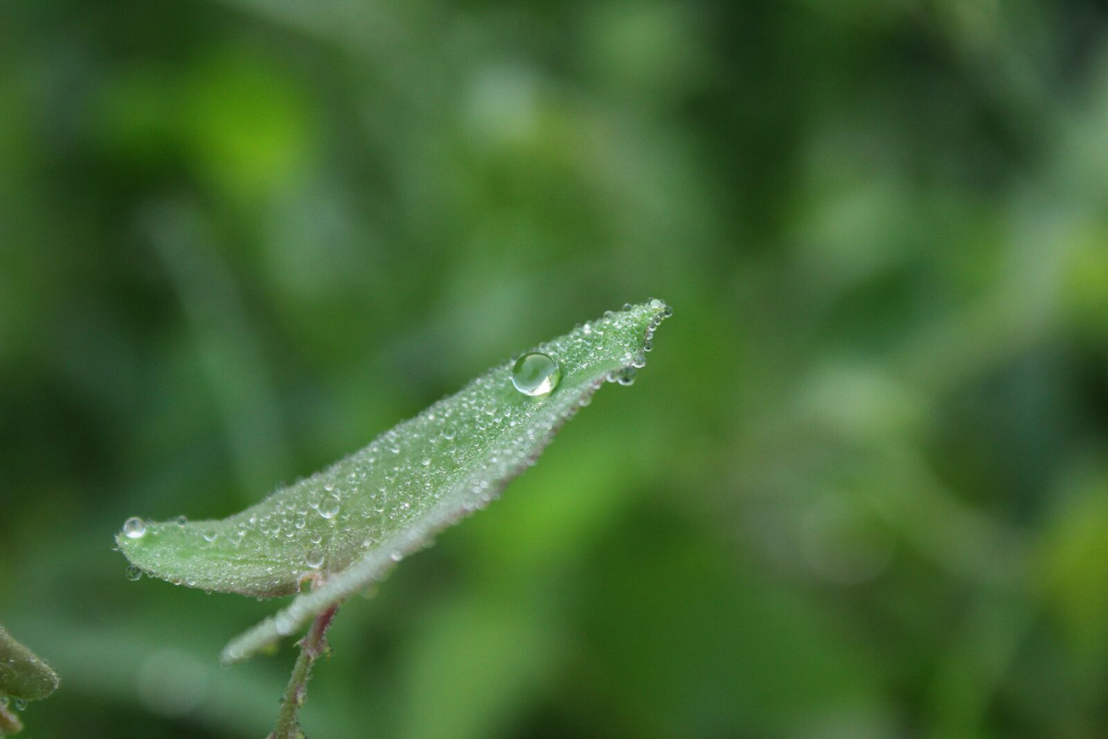 Canon EOS 600D (Rebel EOS T3i / EOS Kiss X5) sample photo. Leaf, plant, green photography