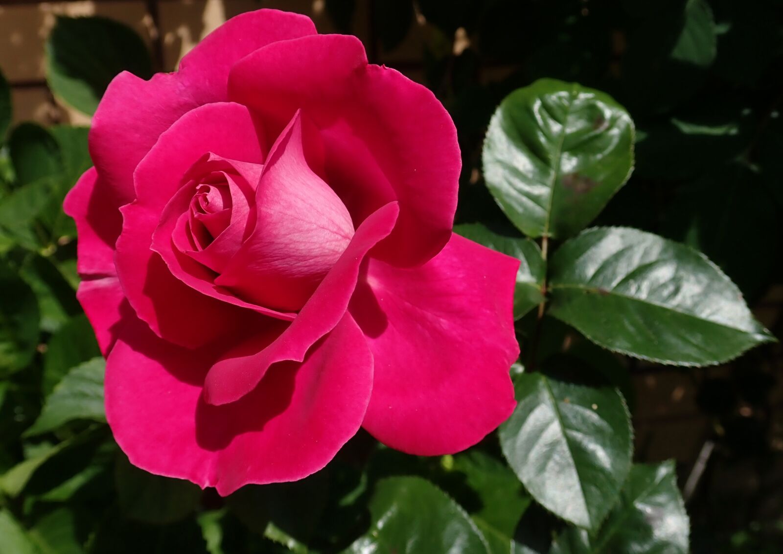 Olympus TG-5 sample photo. Rose, red, flower photography