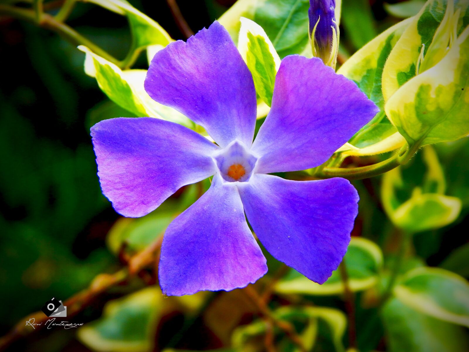 Nikon Coolpix L830 sample photo. Flower, photo, live photography