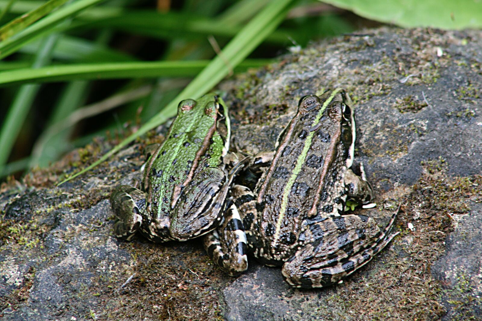 Canon EOS 400D (EOS Digital Rebel XTi / EOS Kiss Digital X) sample photo. Frogs, green, camouflage photography