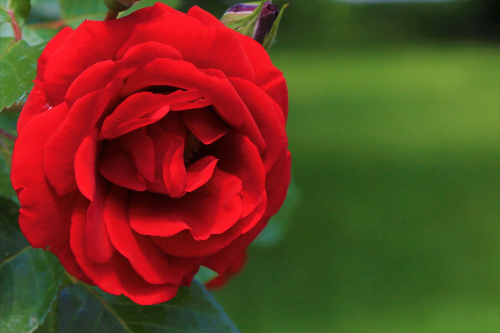 Canon EF 24-105mm F4L IS USM sample photo. Rose, red, spring photography