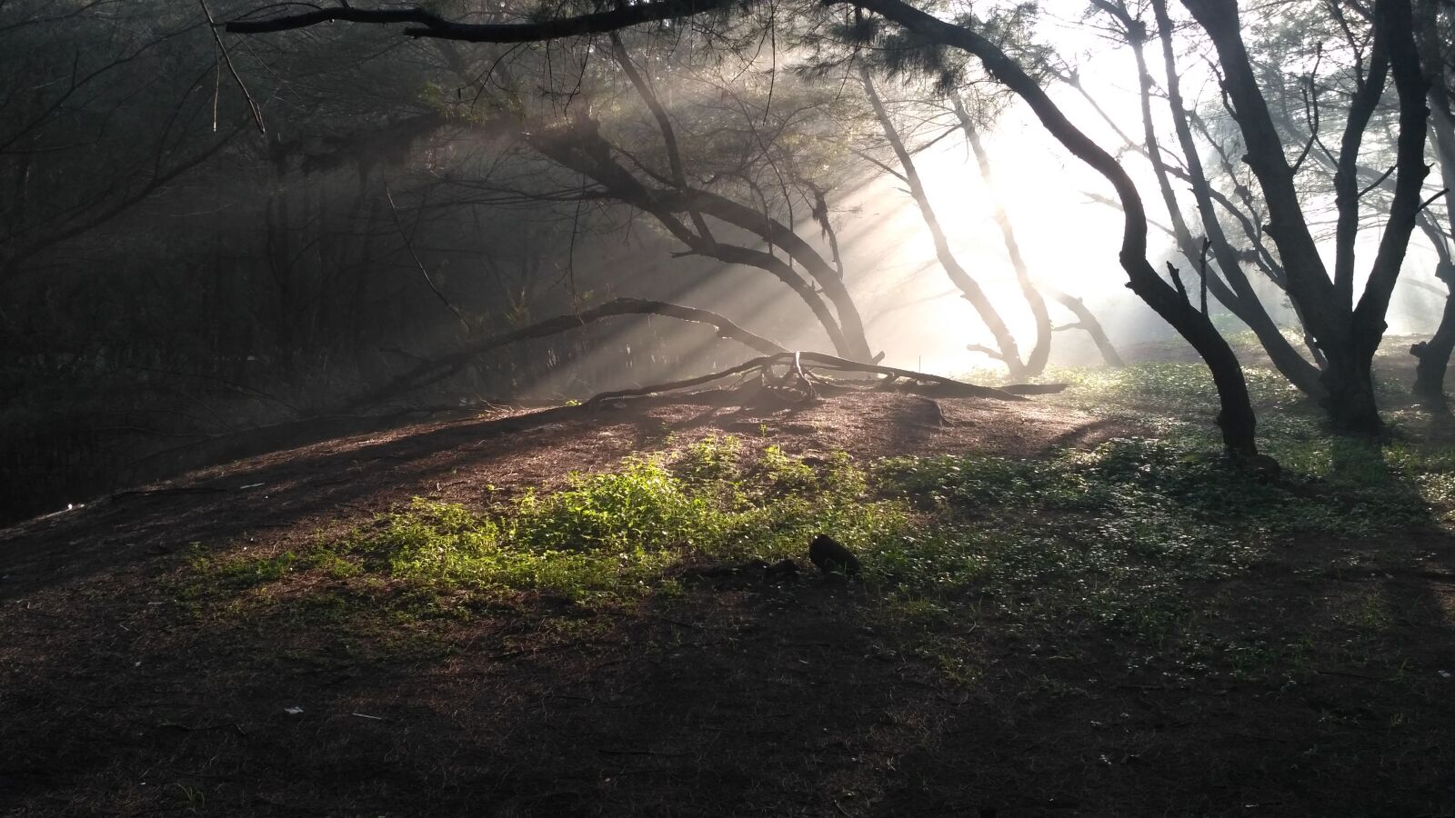 Xiaomi Redmi 3S sample photo. Light, pierce, the tree photography