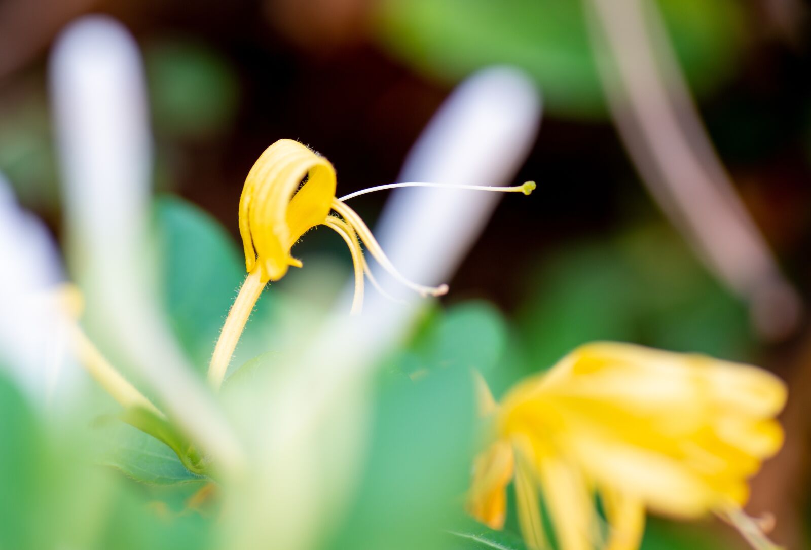 Tamron SP 90mm F2.8 Di VC USD 1:1 Macro sample photo. Flower, buds, petals photography