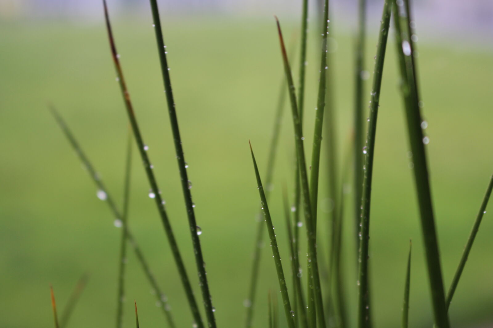 Canon EOS 700D (EOS Rebel T5i / EOS Kiss X7i) sample photo. Dew, grass, green, macro photography