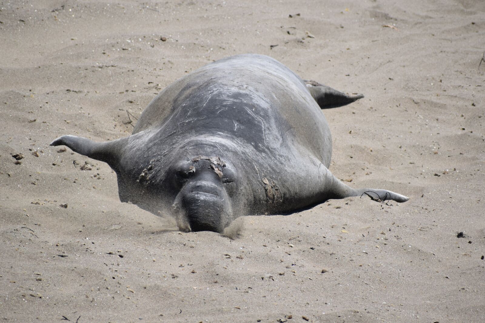 Nikon D5600 sample photo. Elephant seal, beach, sand photography